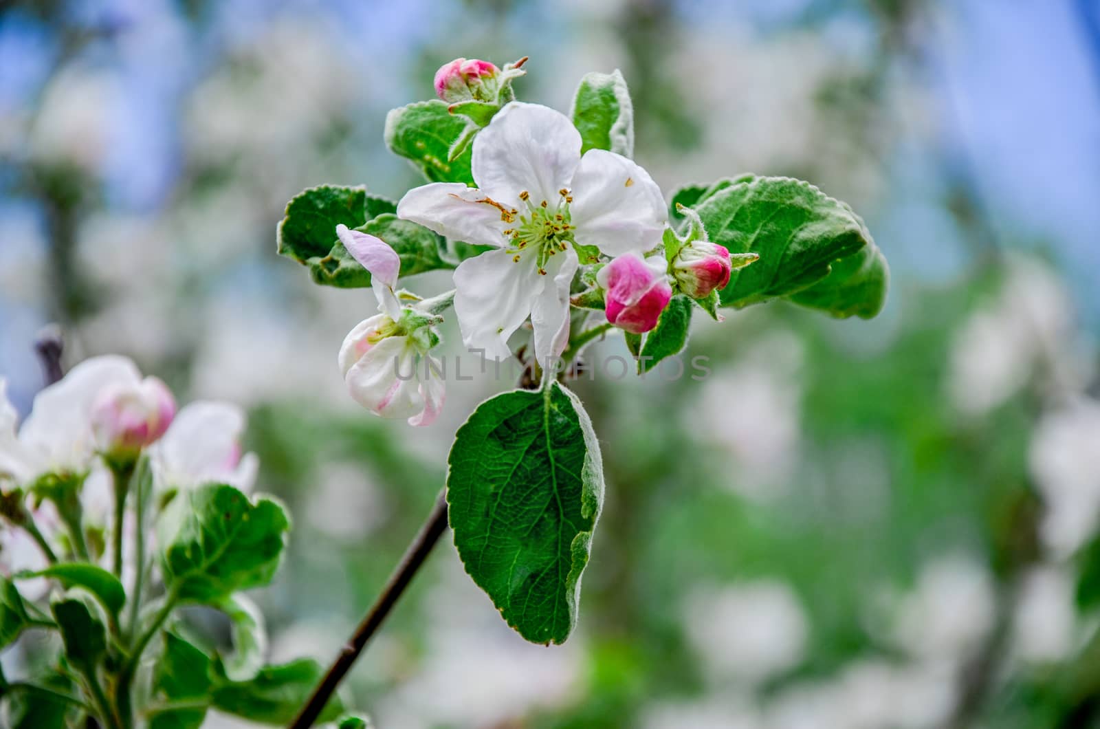 Landscape with a spring flowering pear in the garden.