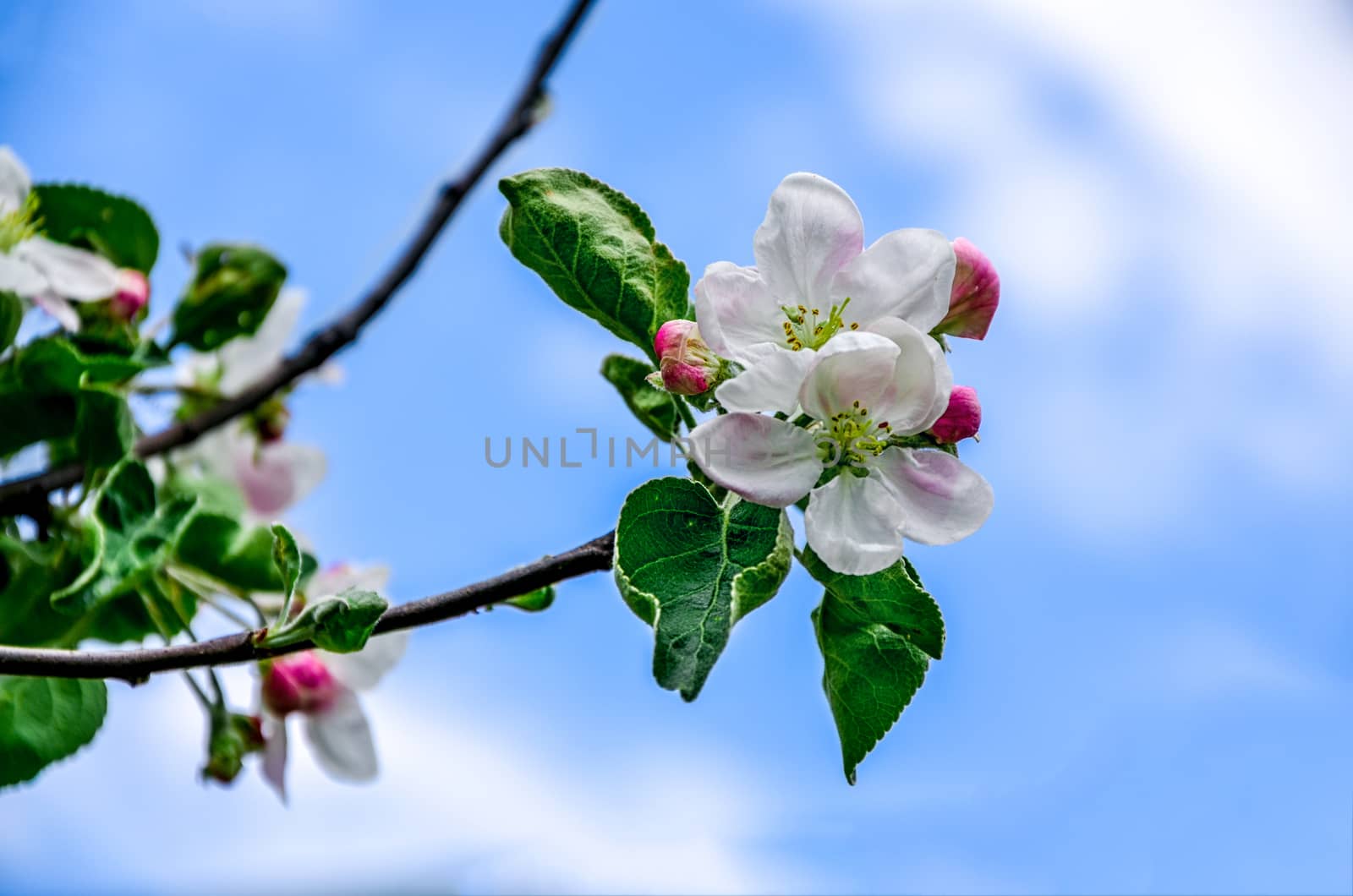 Landscape with a spring flowering pear in the garden.