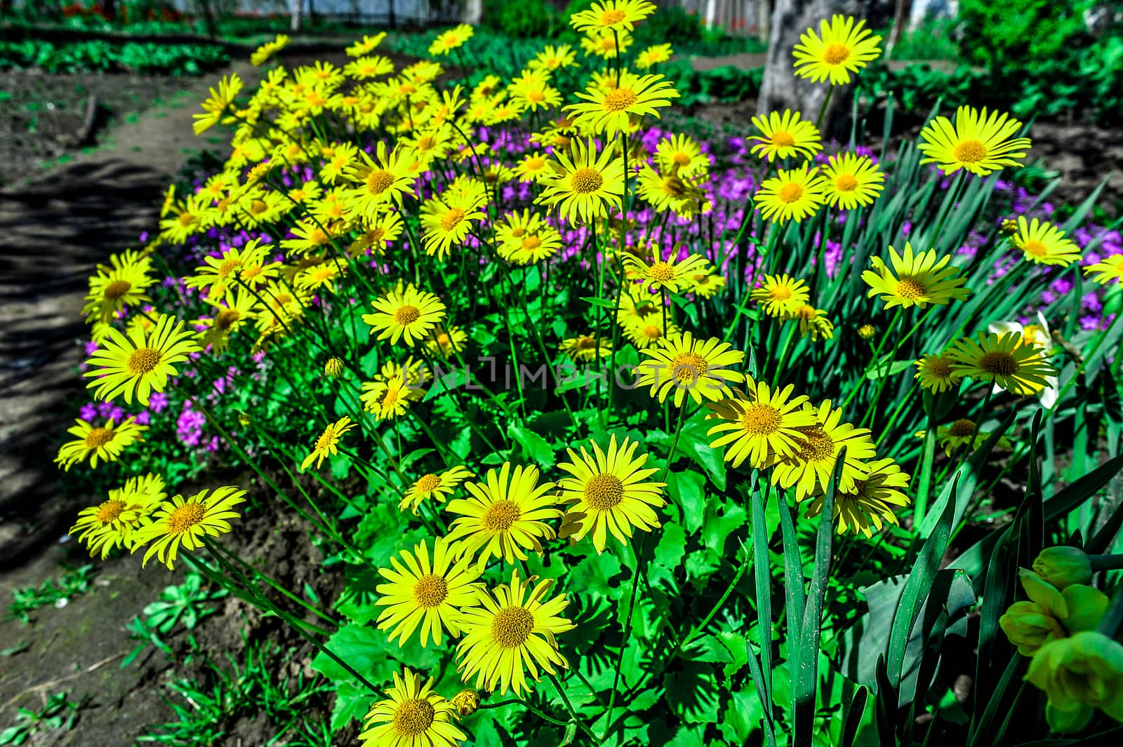Colorful tulips in the park. Spring landscape.