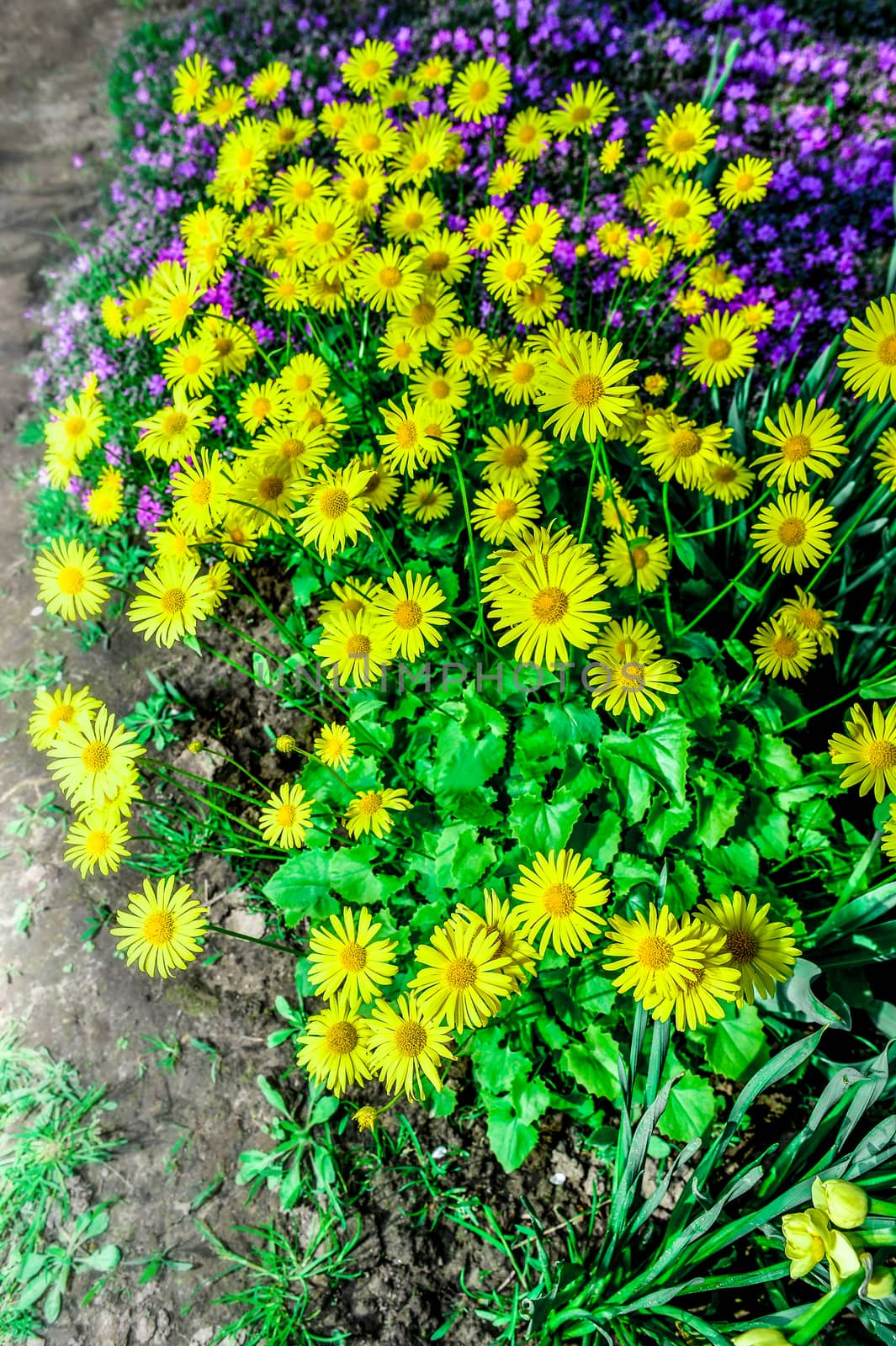 Colorful tulips in the park. Spring landscape.