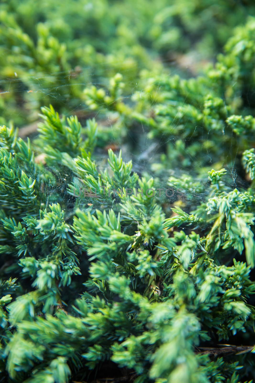 Green garden shrub background