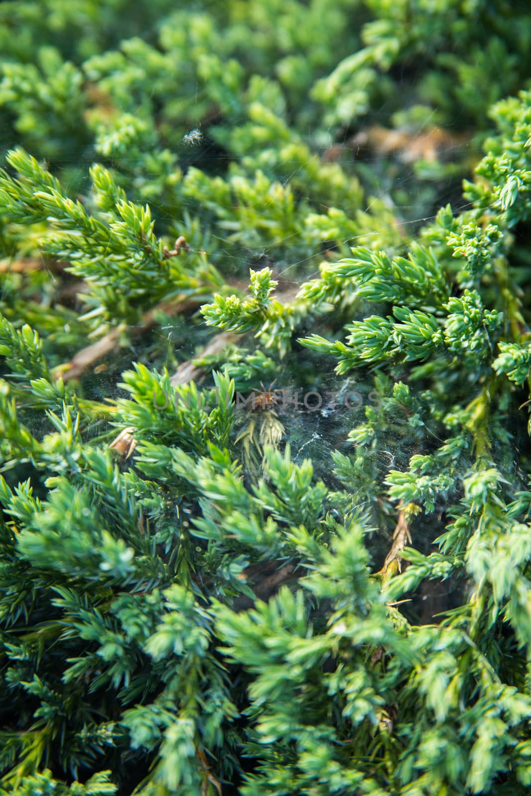 Green garden shrub background