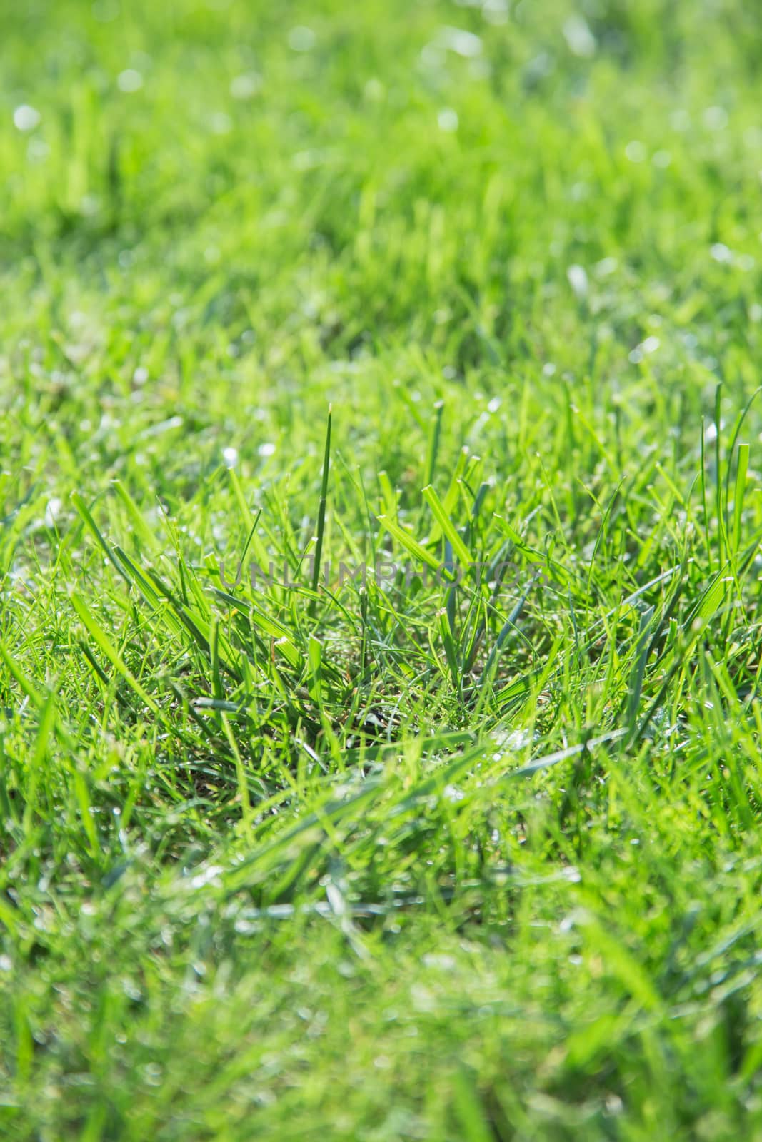 Green spring or summer grass background