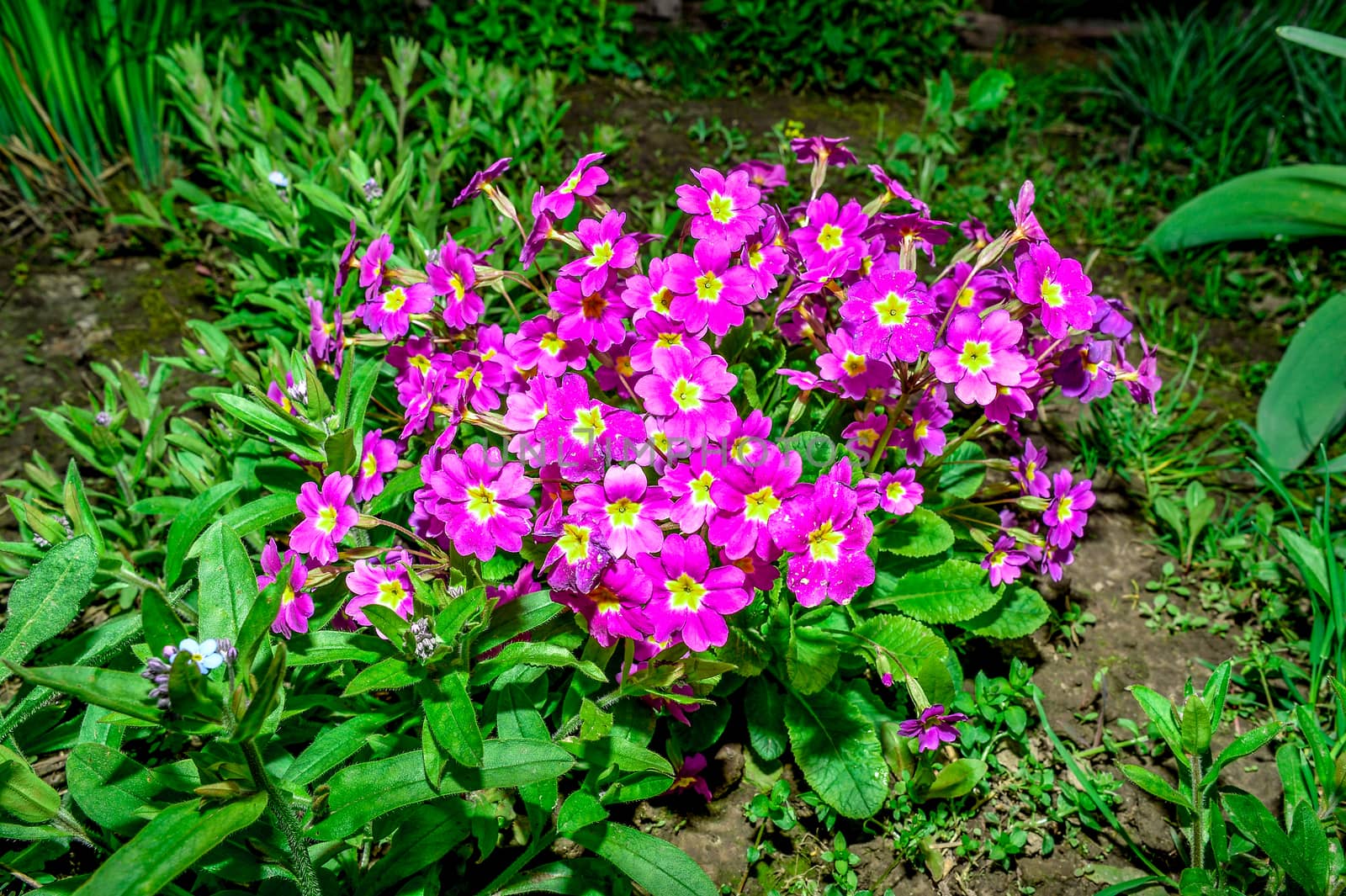 Flower bed with flowering primroses in the garden in the spring