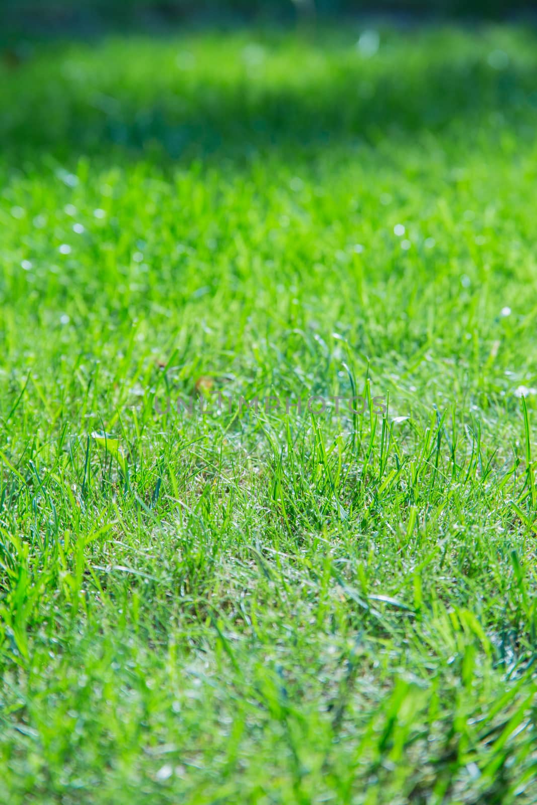 Green spring or summer grass background