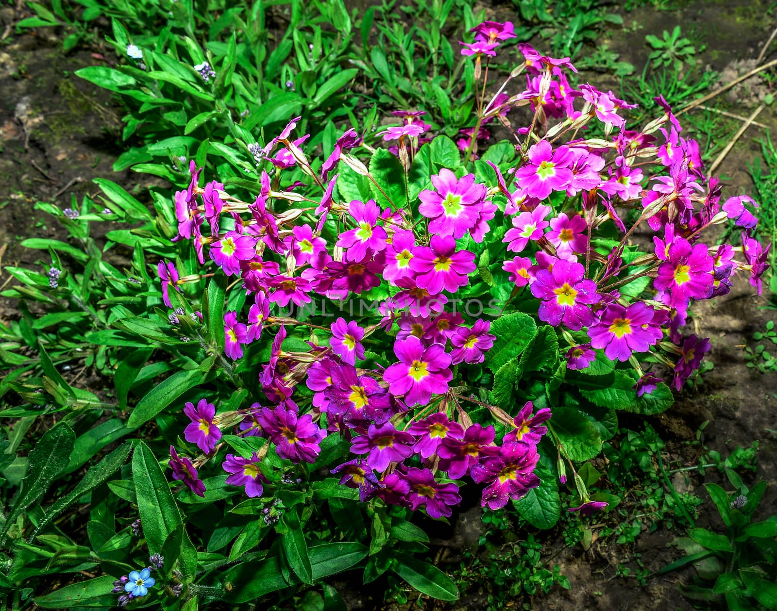 Flower bed with flowering primroses in the garden in the spring