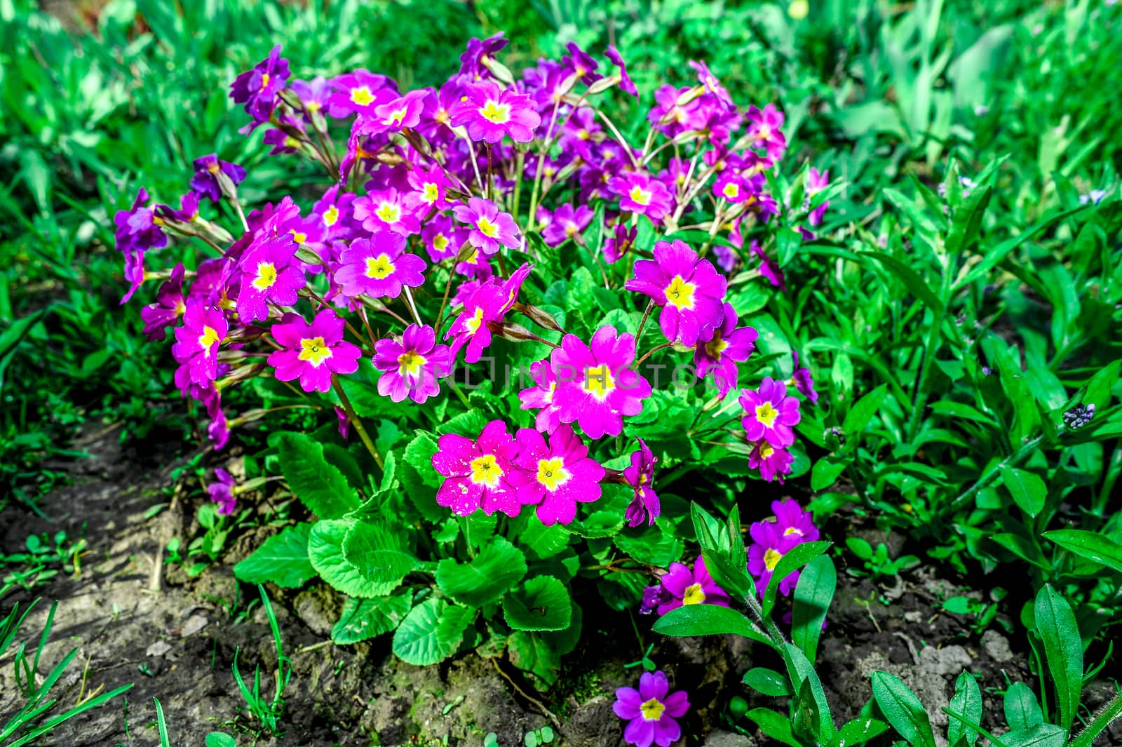 Flower bed with flowering primroses in the garden in the spring