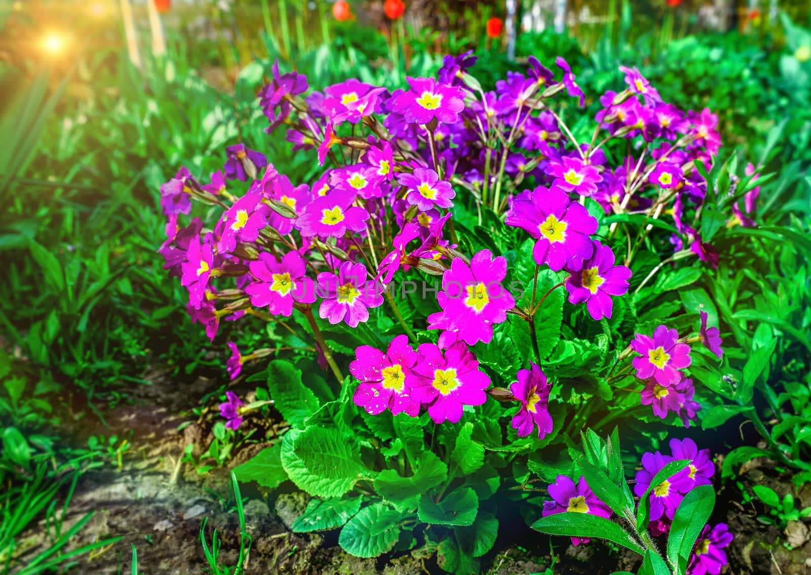 Flower bed with flowering primroses in the garden in the spring