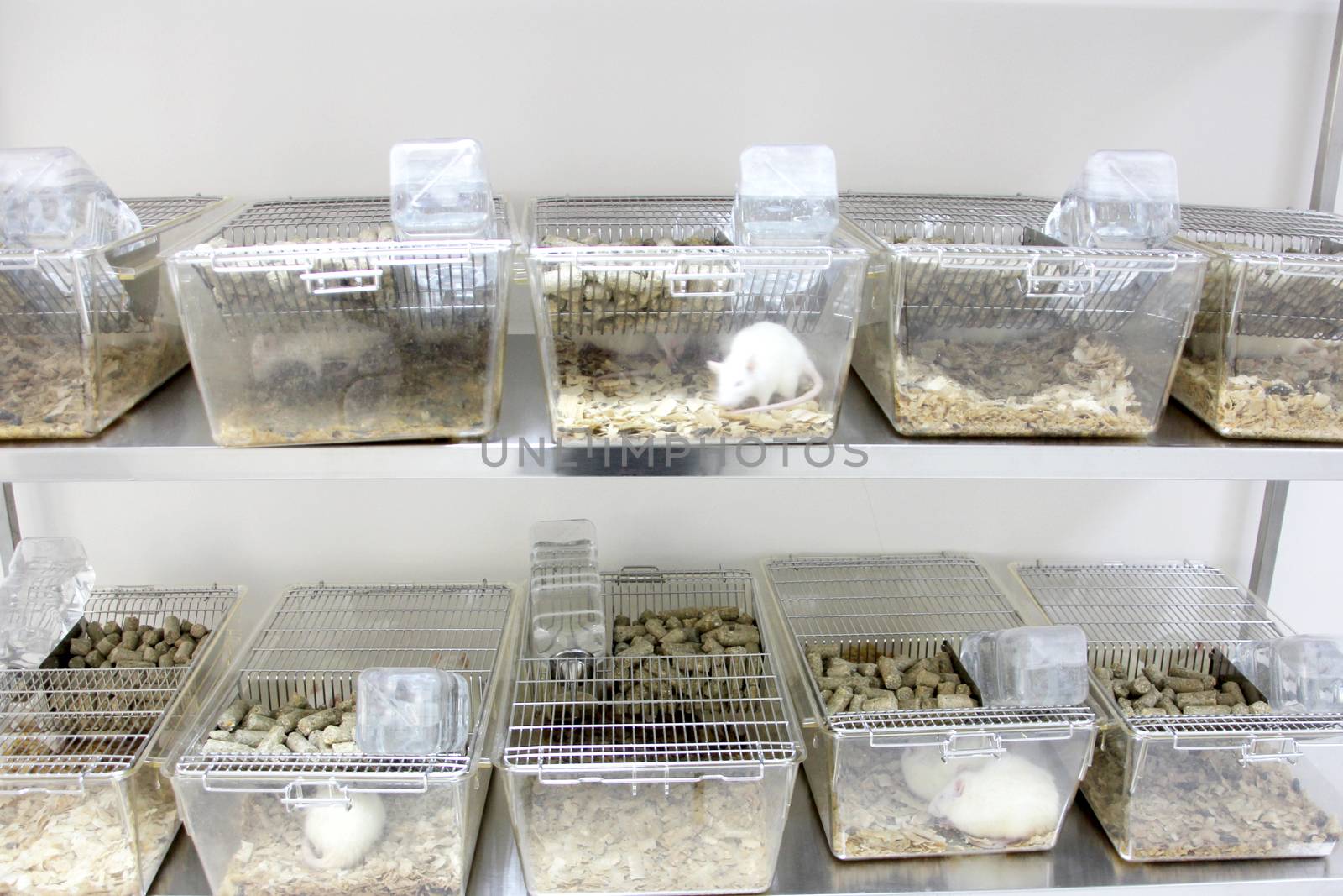 Rats (Albino) having cages for laboratory test.