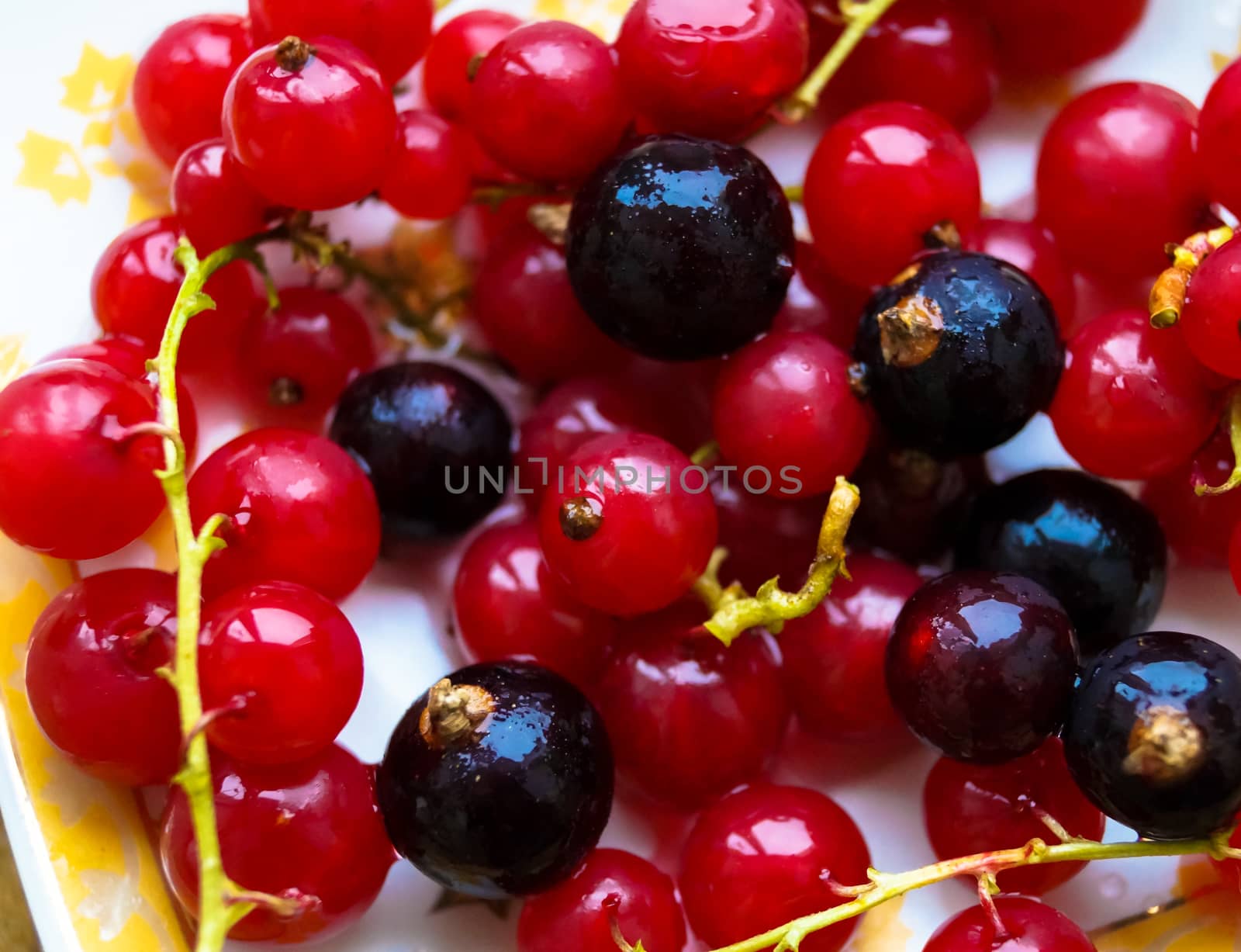 currant berries macro photo by Oleczka11