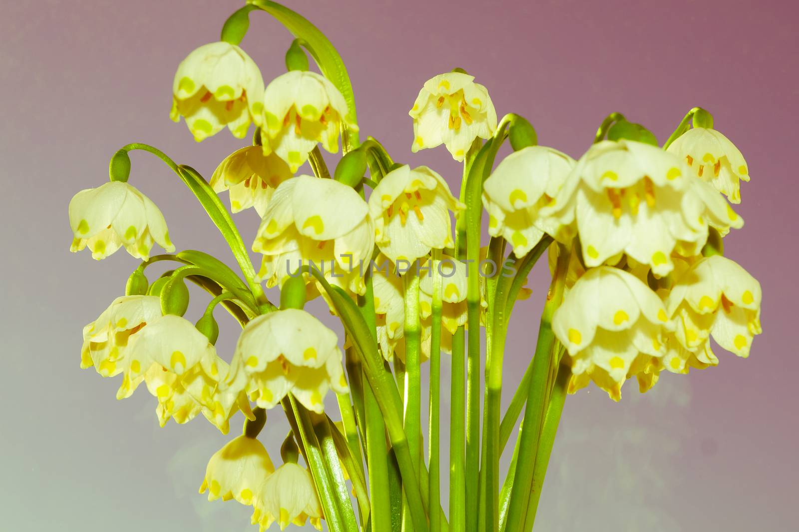 bouquet of snowdrops spring flowers