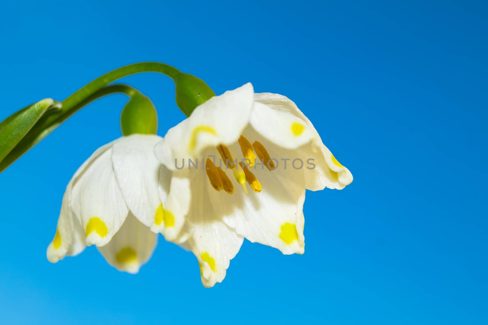 flowers of white snowdrop against the sky by Oleczka11