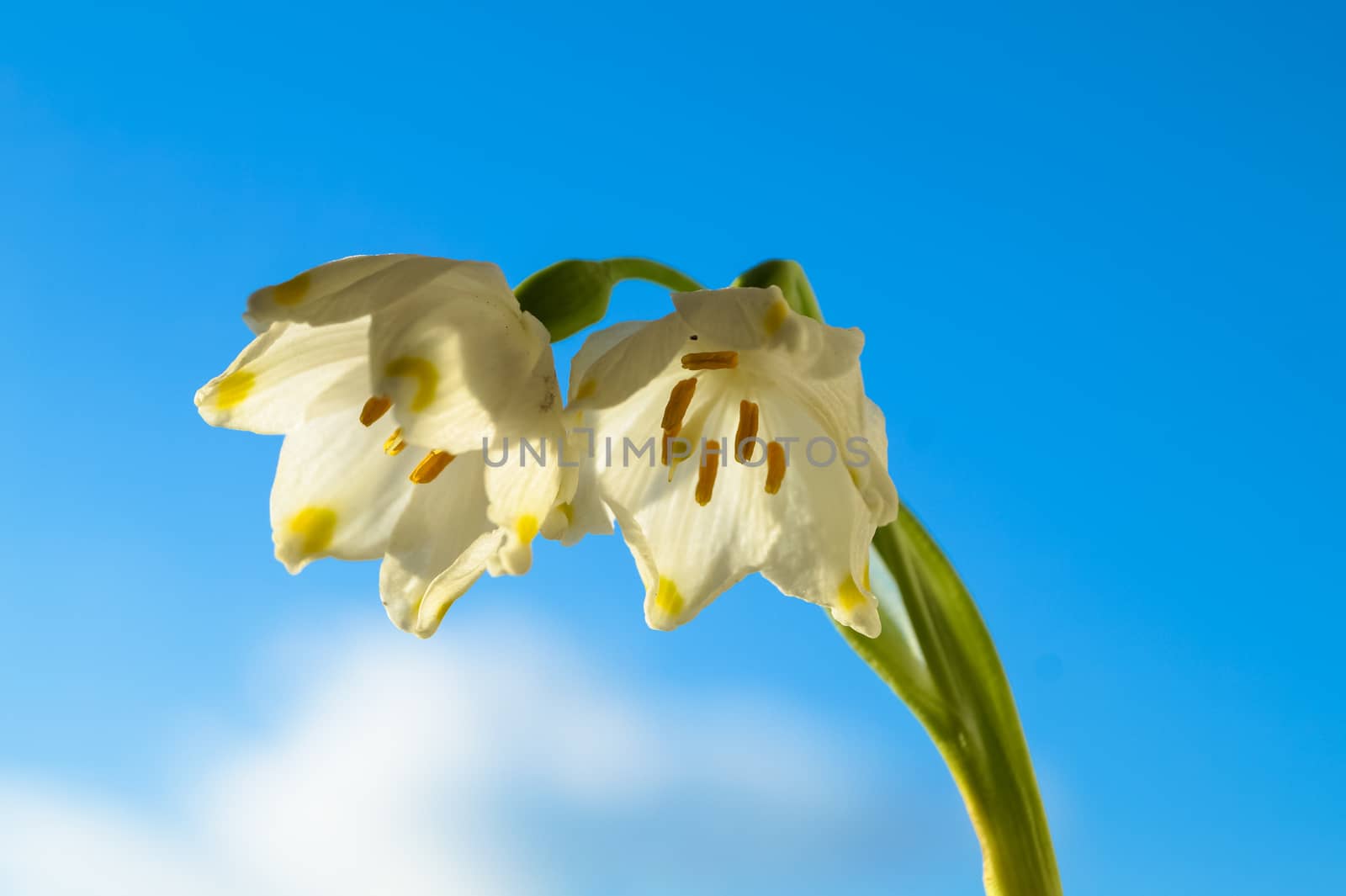 spring flowers of white snowdrop against the sky