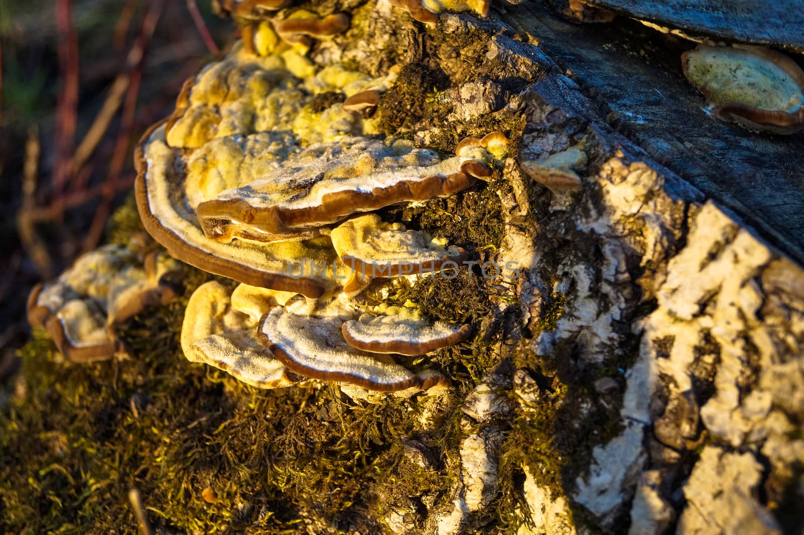 mushrooms on a tree trunk stump by Oleczka11