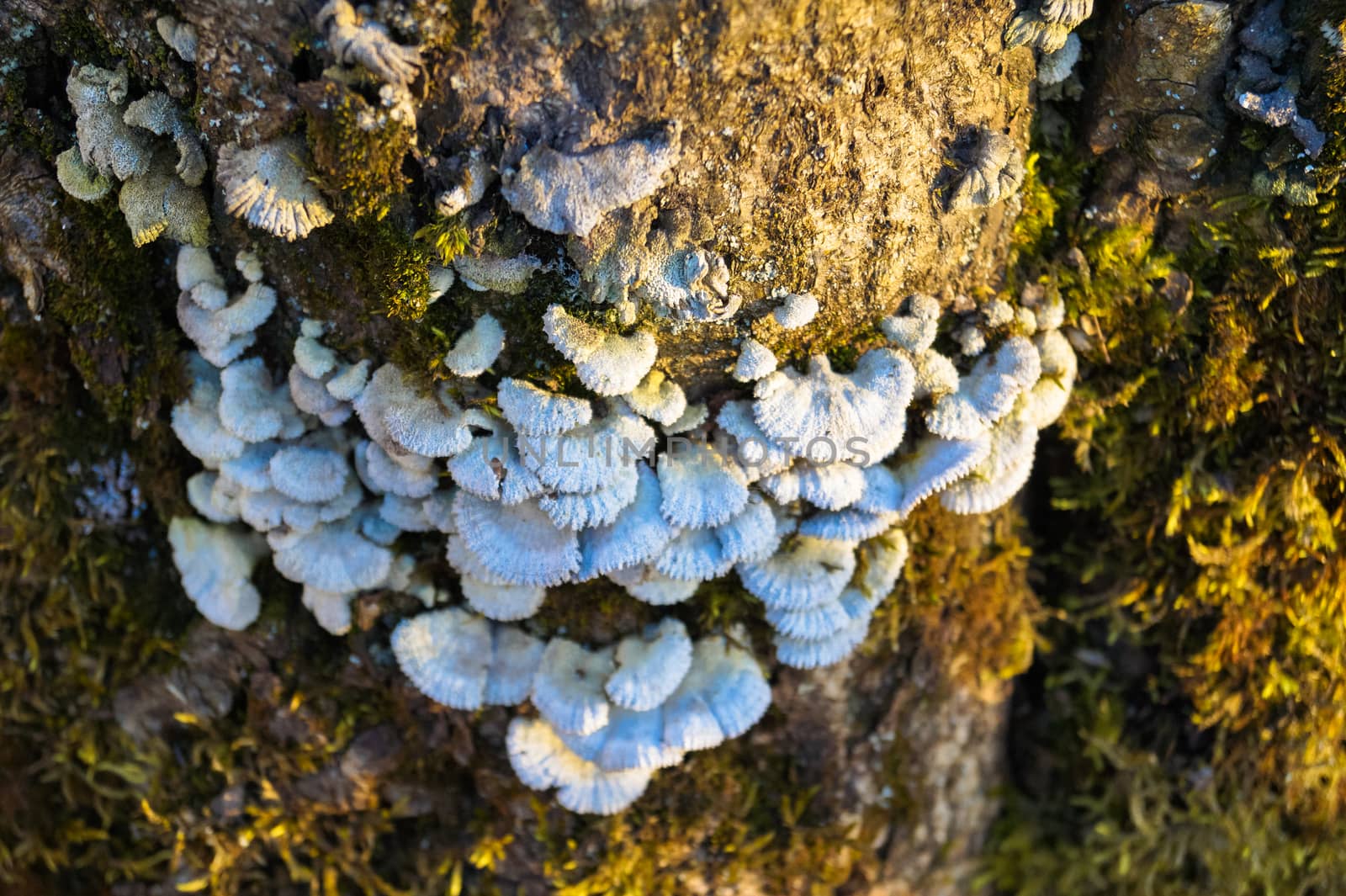 mushrooms on a tree trunk by Oleczka11