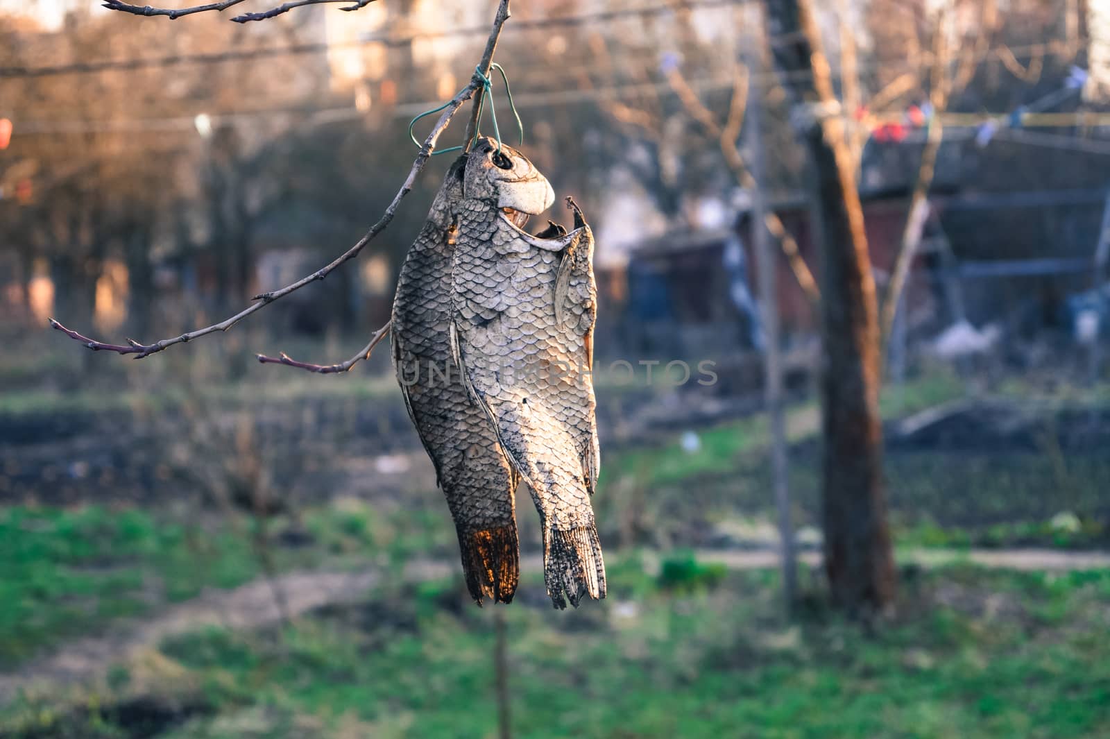 food dried fish hanging on a tree branch by Oleczka11