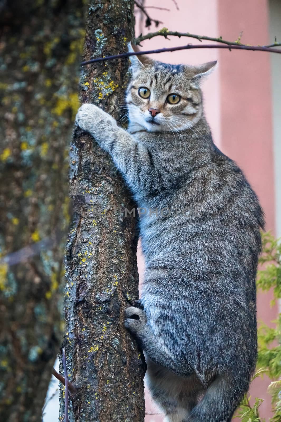 grey cat on the tree animal