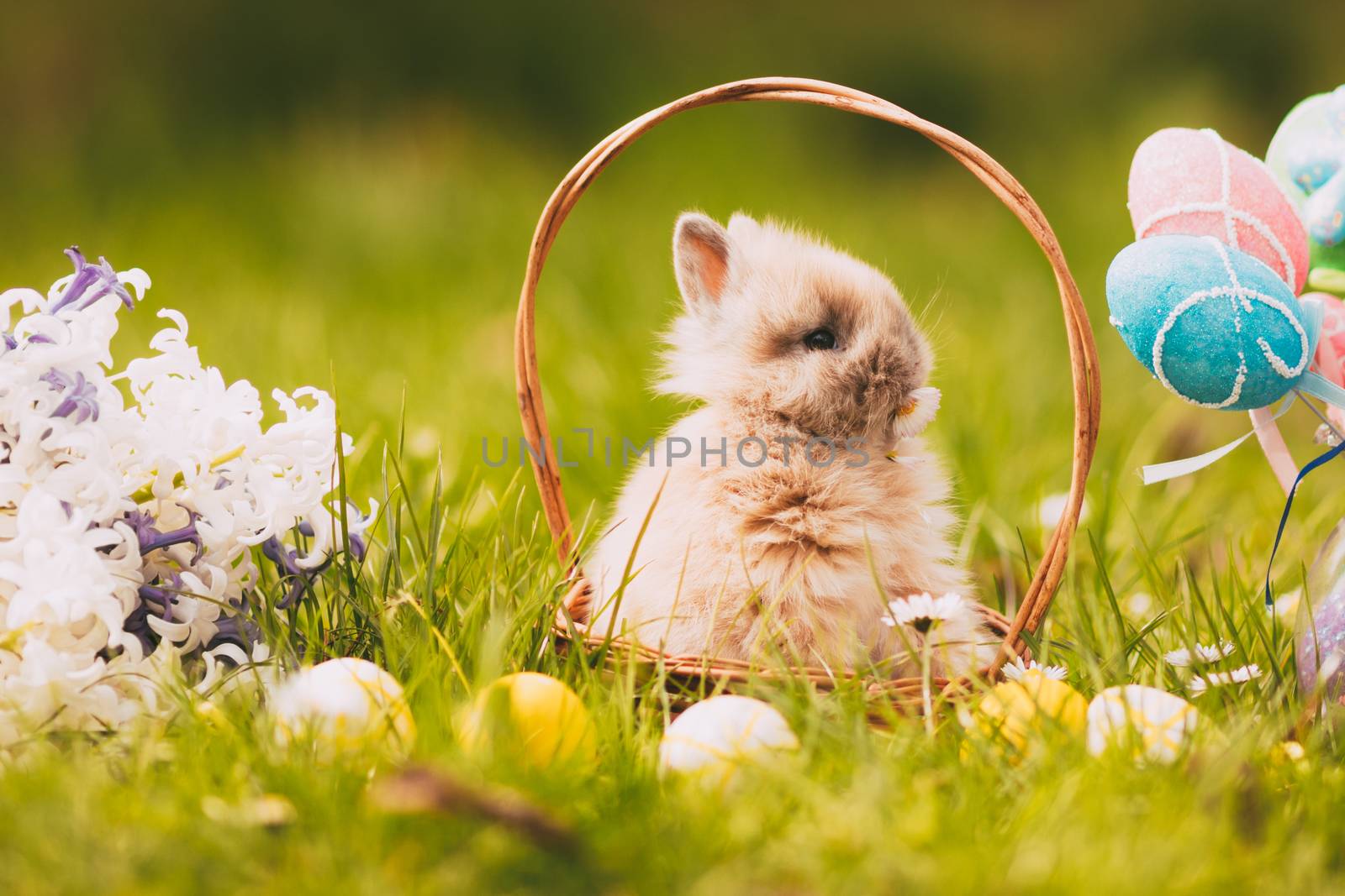 Cute little bunny in the basket on the grass with Easter eggs.
