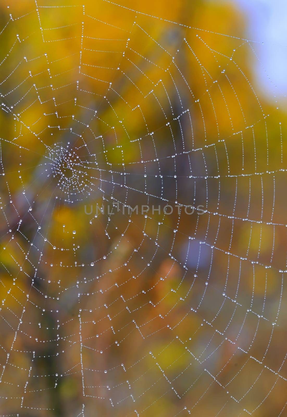 Autumn spiderweb closeup and dew drops