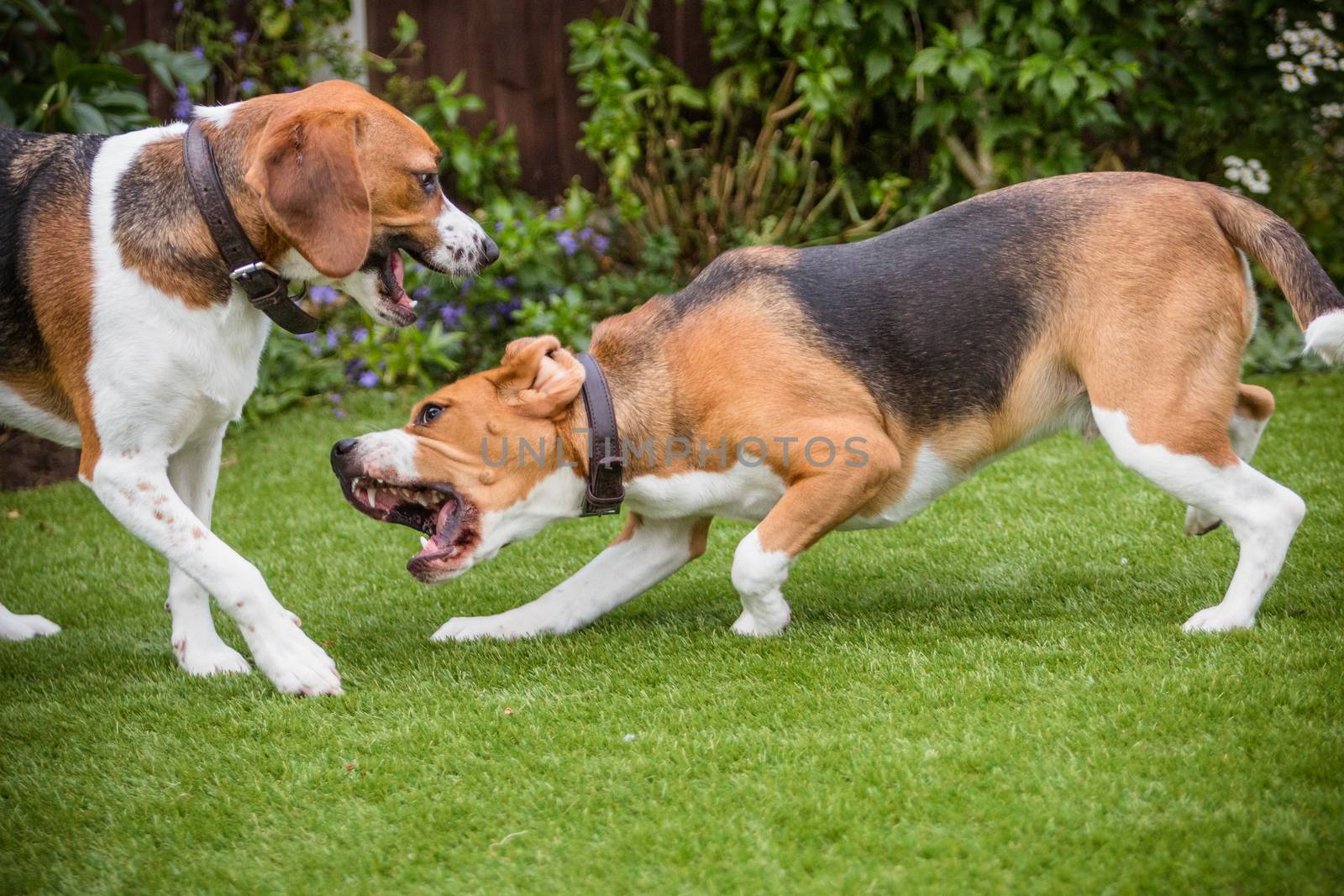 2 beagles