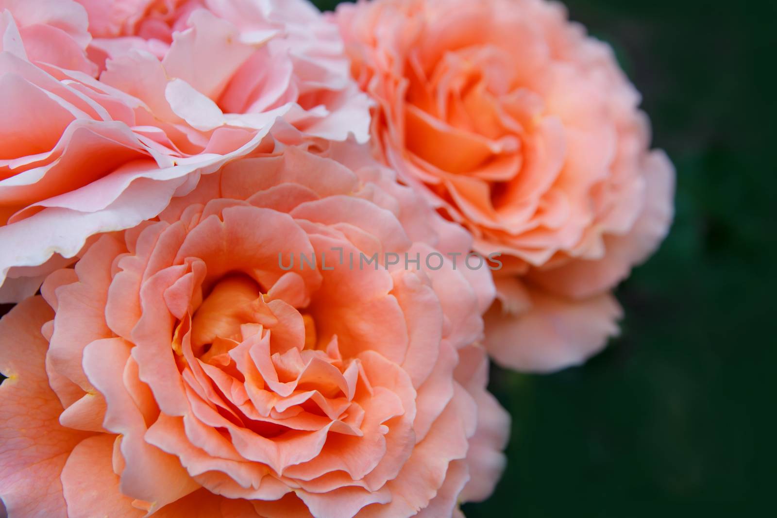 orange roses on green background by Angel_a