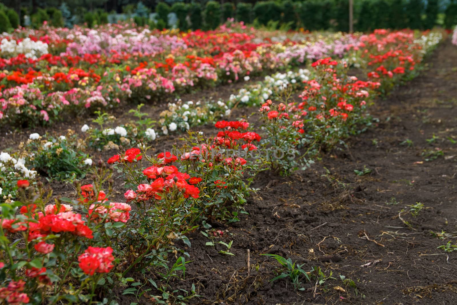 Different rosesbushes growing on plantation