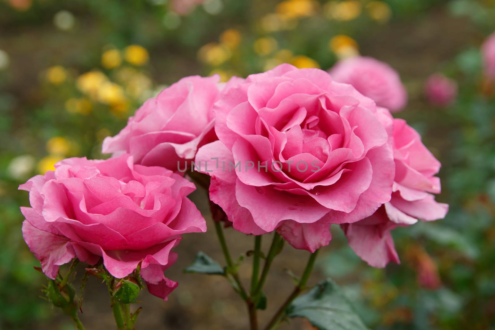 Three pink roses on green background