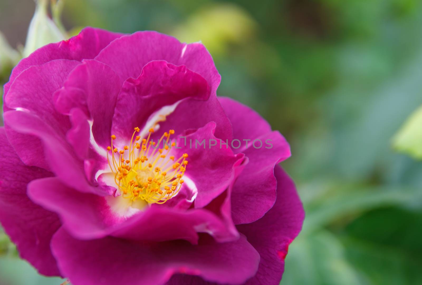 Magenta rose closeup on green background