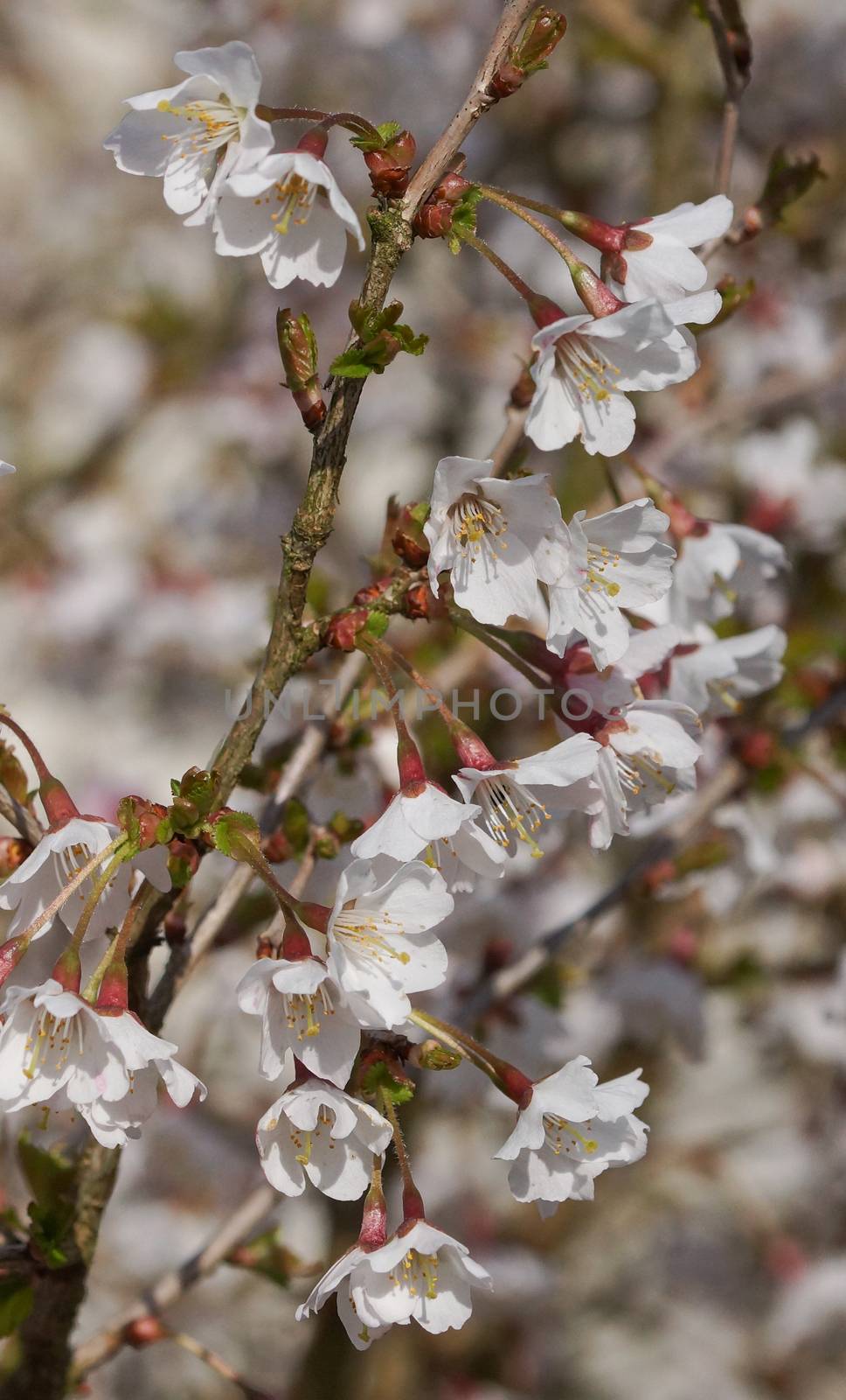 Ornamental cherry tree, Prunus incisa, Kojou-no-mai