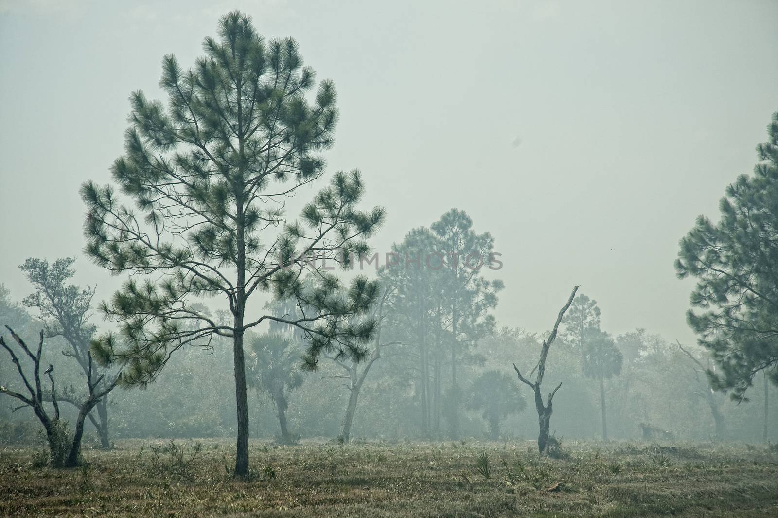 Florida Pines in Smoke During Controlled Burn  by Charidy