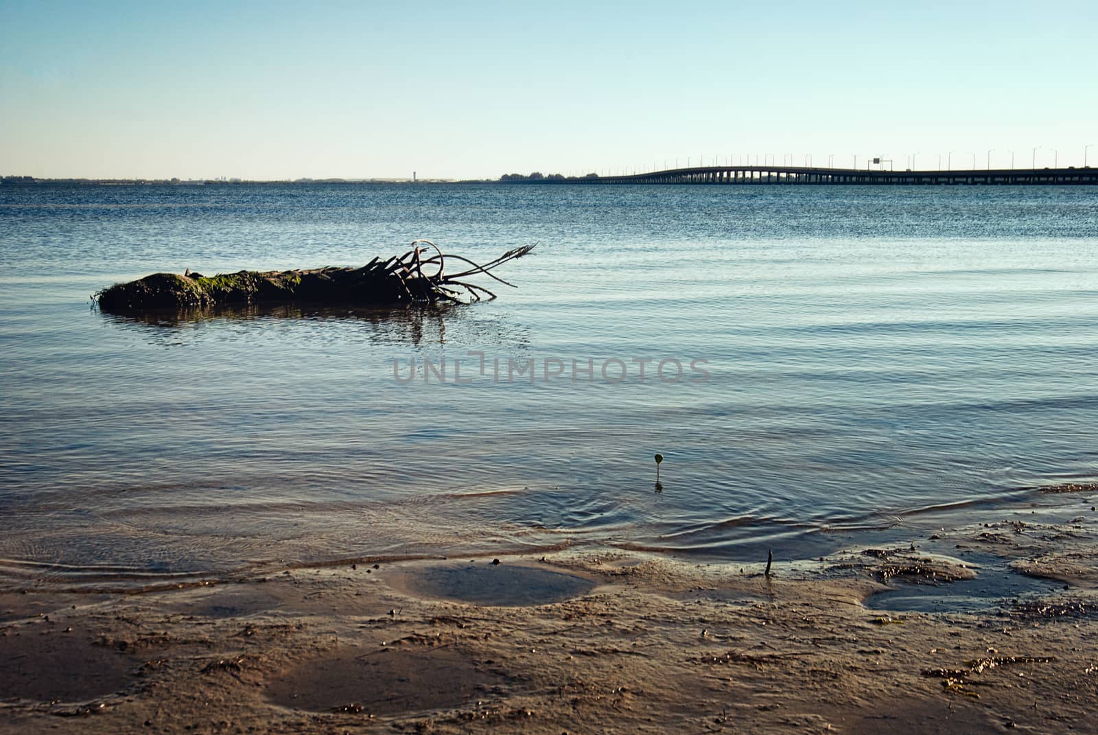 Bridge in the distance, Tampa Bay shoreline with floating palm tree stump, Tampa Bay, Florida