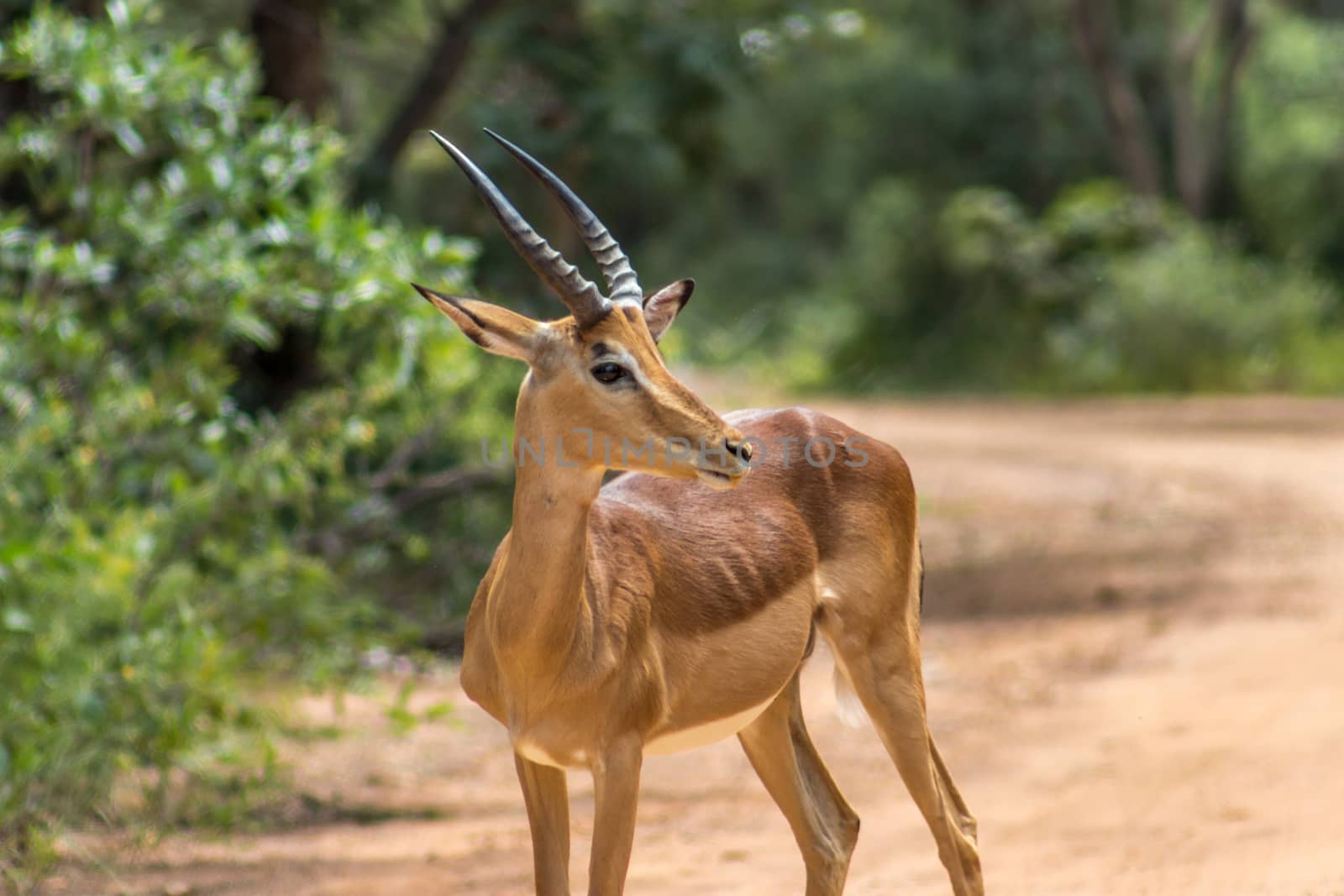 Closeup photo of impala (Aepyceros melampus)