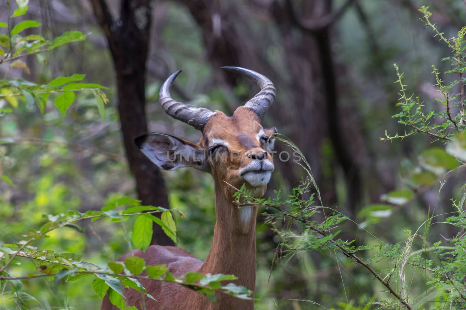 Impala (Aepyceros melampus) by RiaanAlbrecht