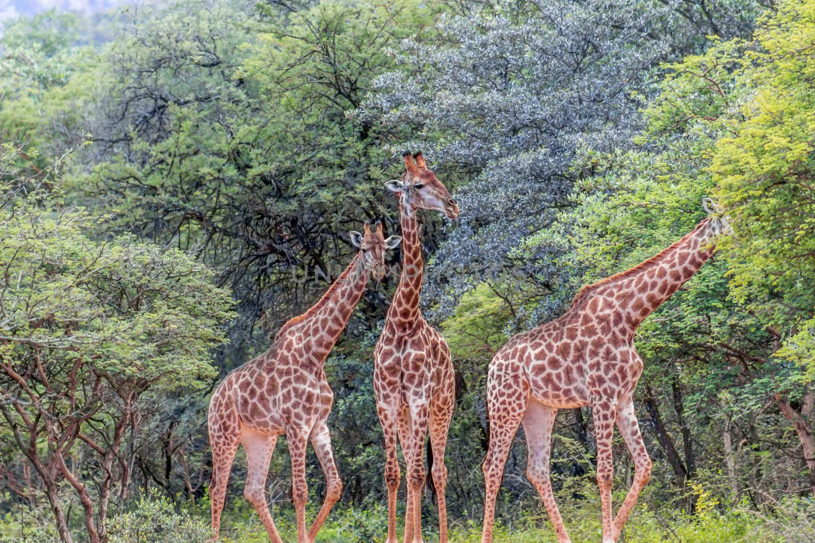 southern giraffe (Giraffa giraffa) standing in the middle of a dirt road