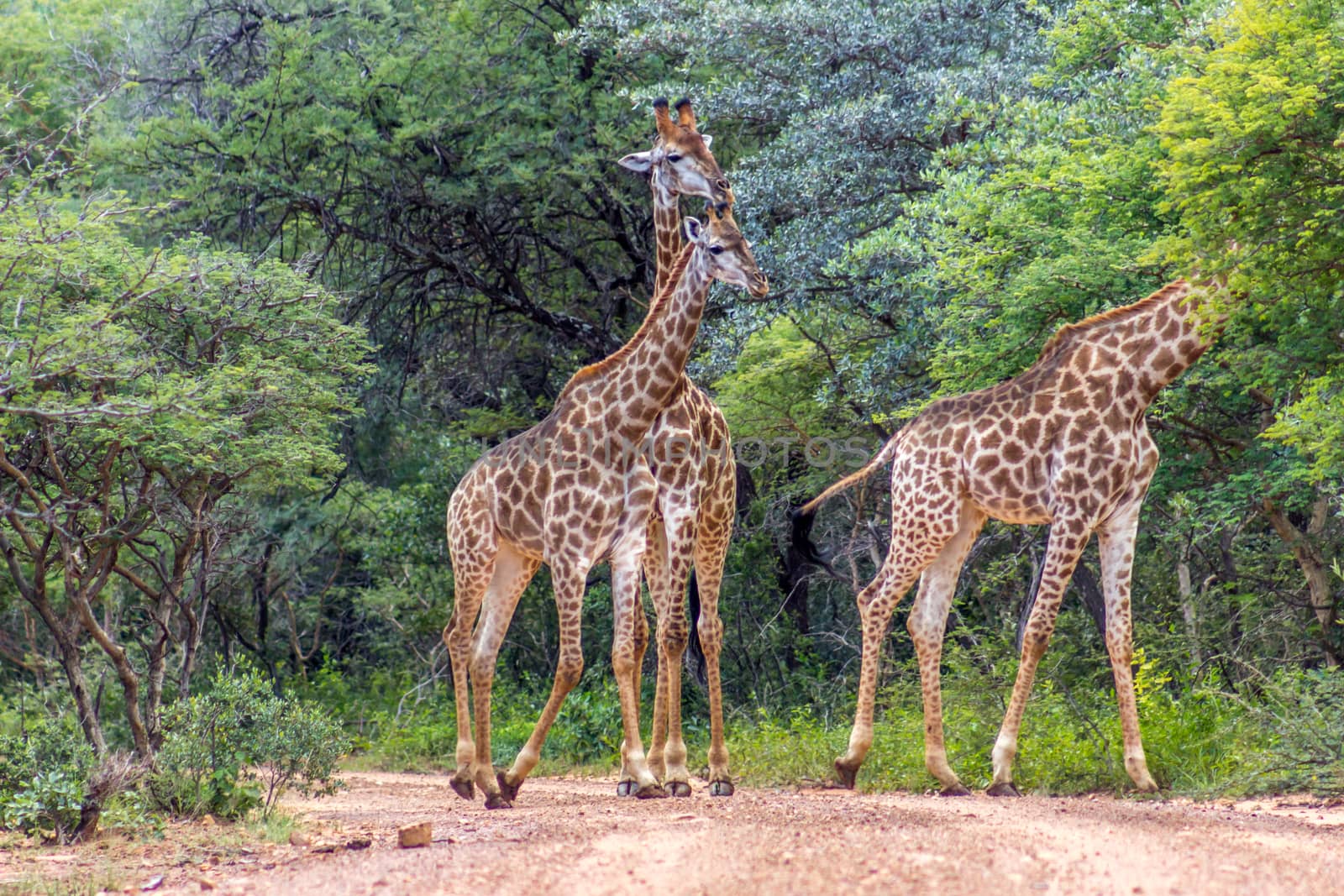 southern giraffe (Giraffa giraffa) by RiaanAlbrecht