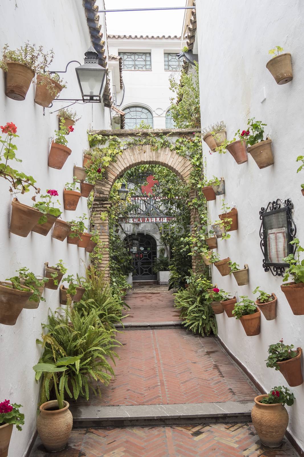 Courtyard decorated with geraniums, Cordoba, Spain by max8xam