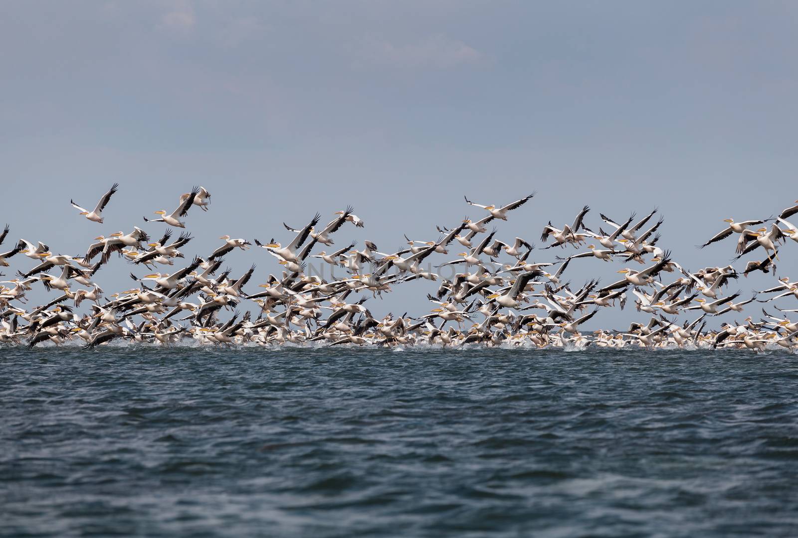 flock of pink pelicans fly over the water