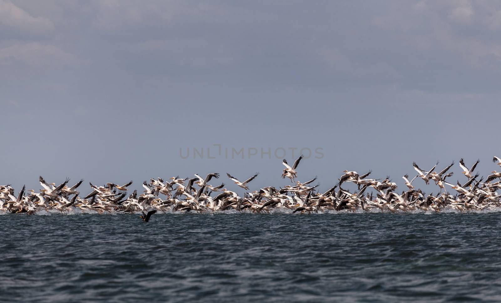 A flock of pink pelicans take off from the surface of the sea