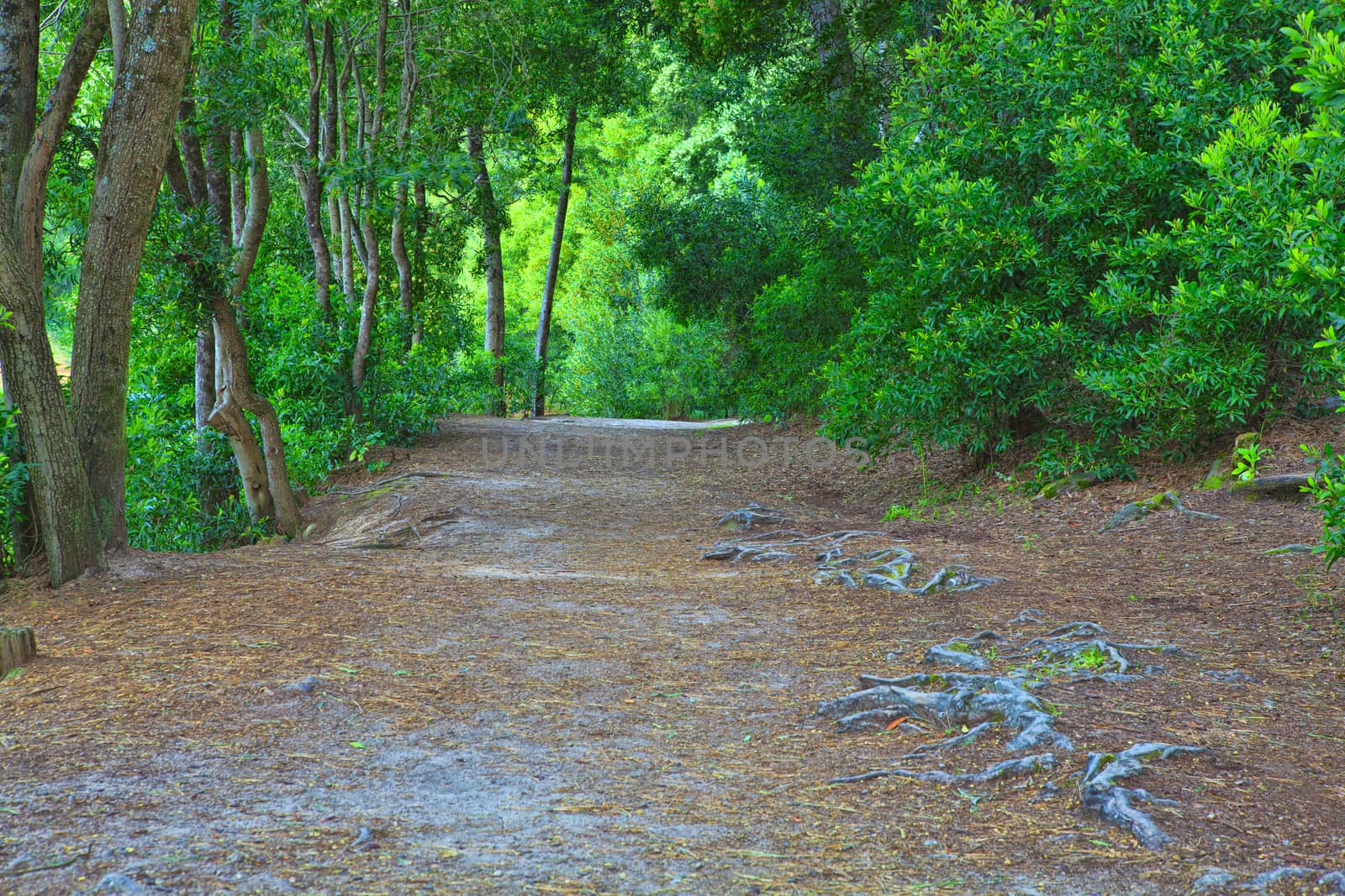 Road in a green forest in the spring