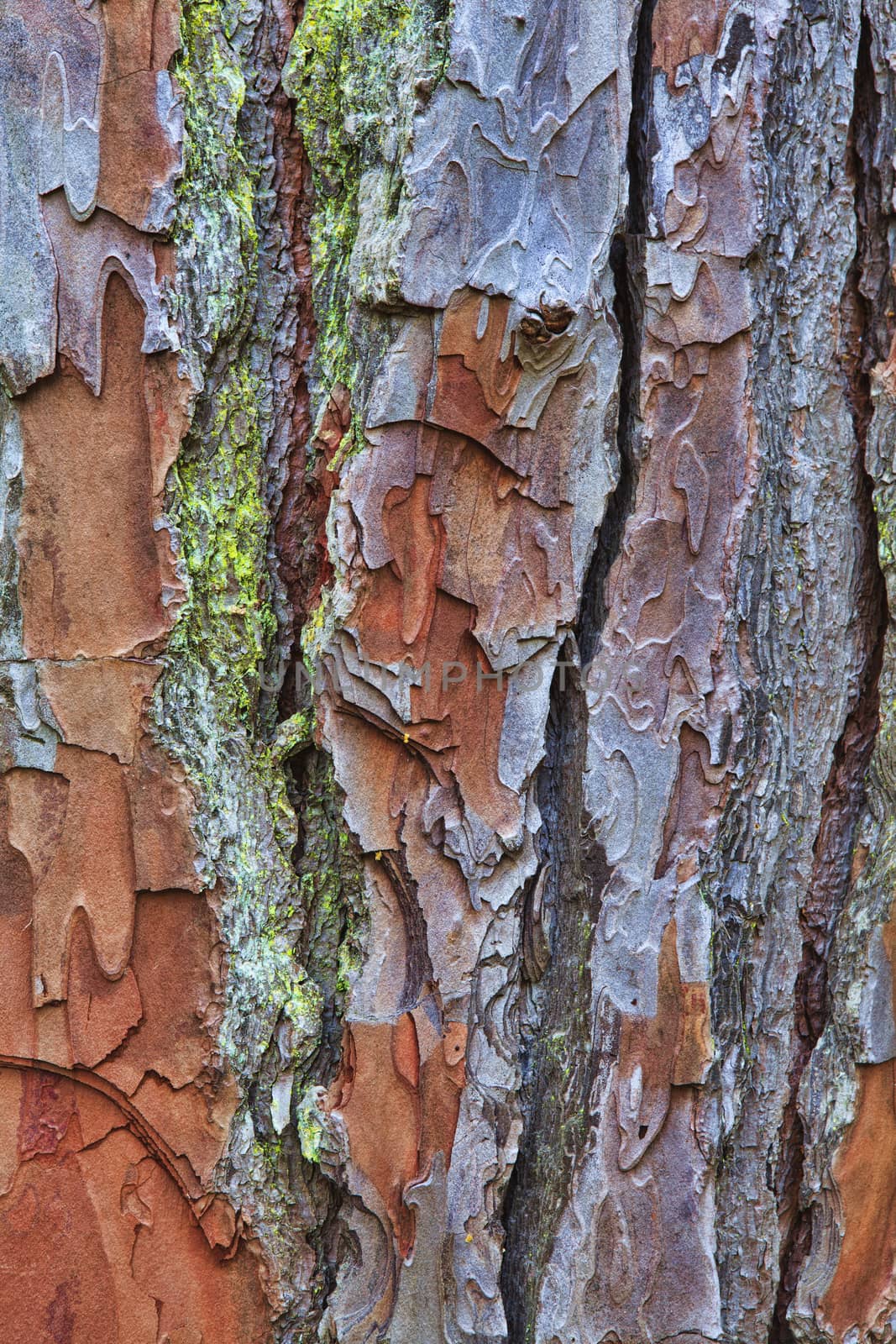 Closeup of the bark of an old tree