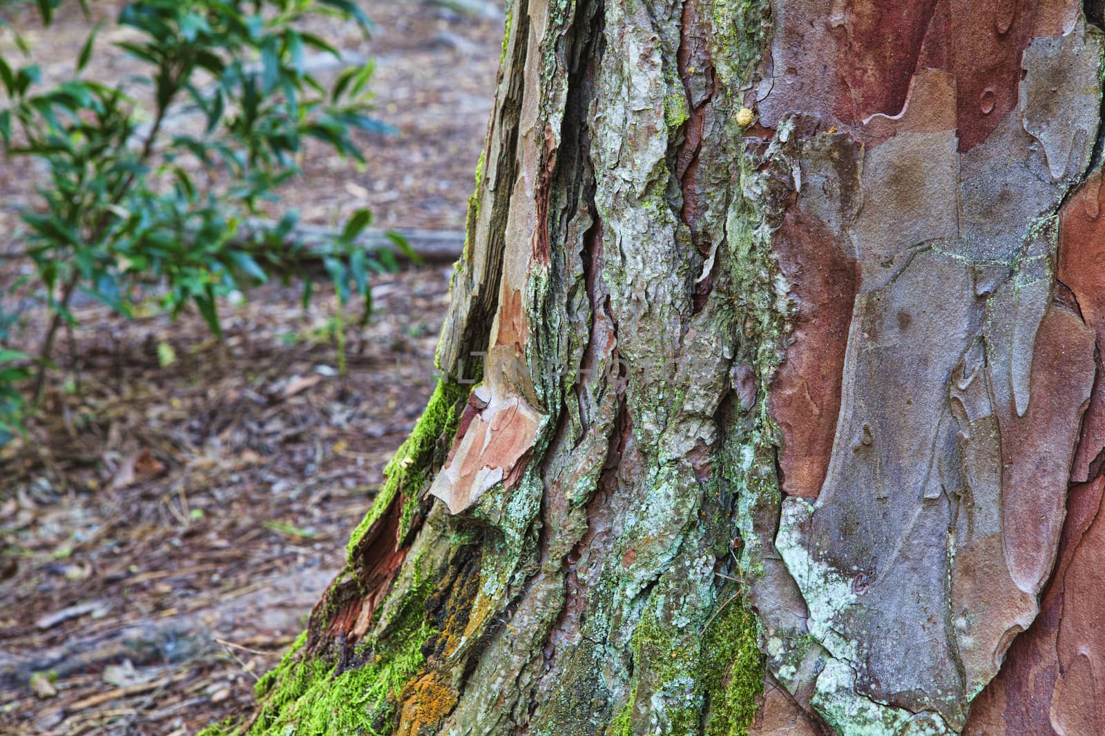 Closeup of the bark of an old tree