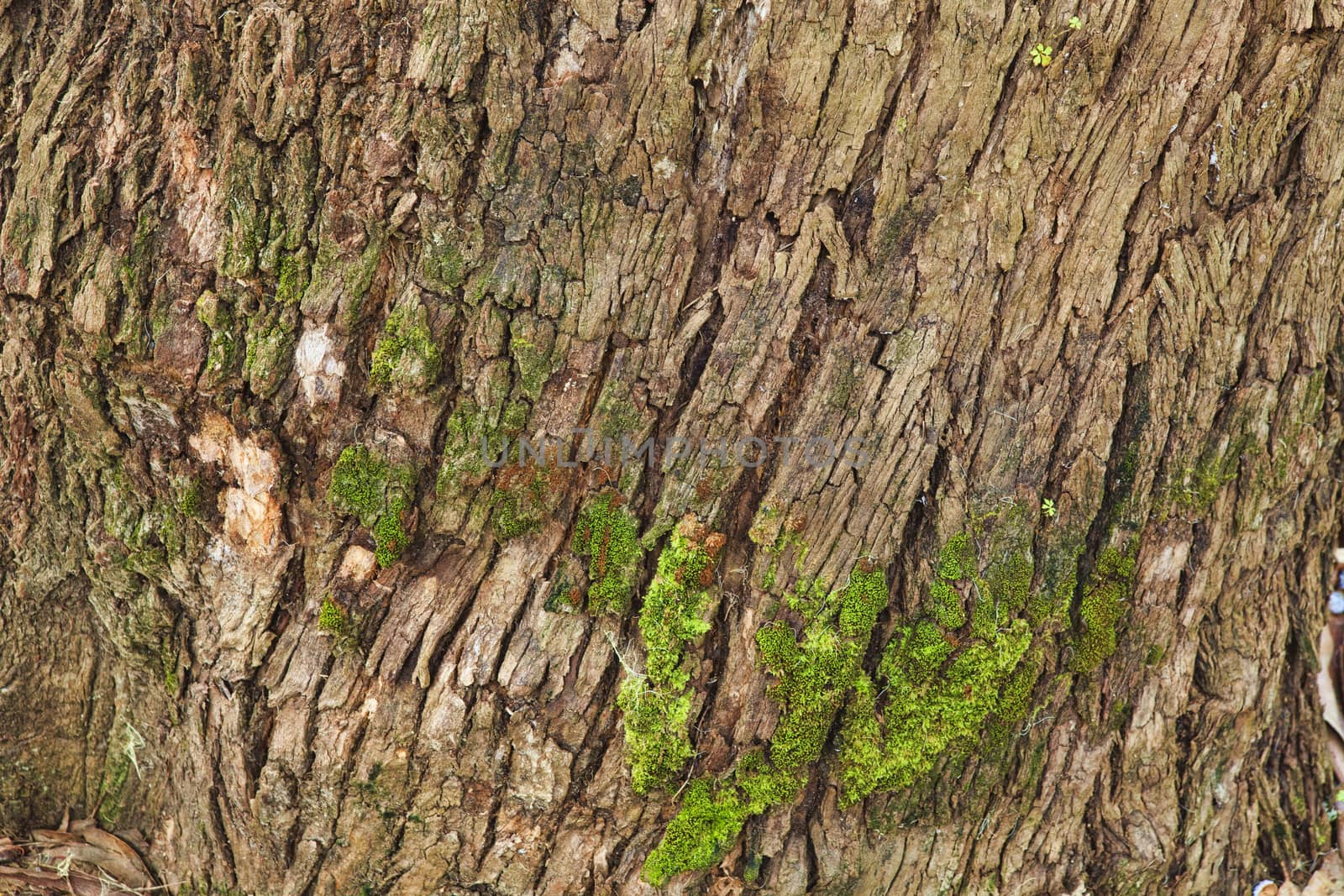 Closeup of the bark of an old tree