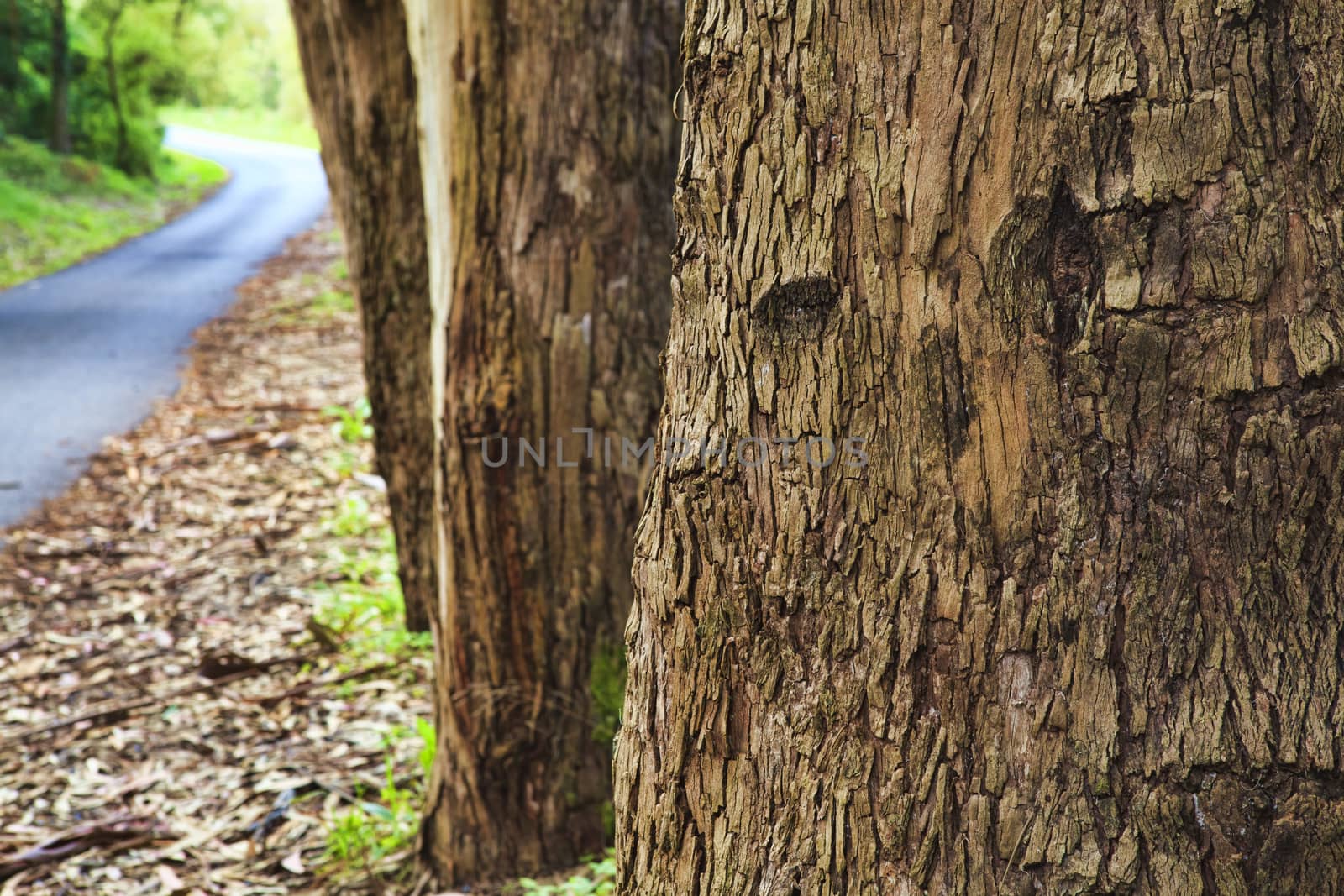 Closeup of the bark of an old tree