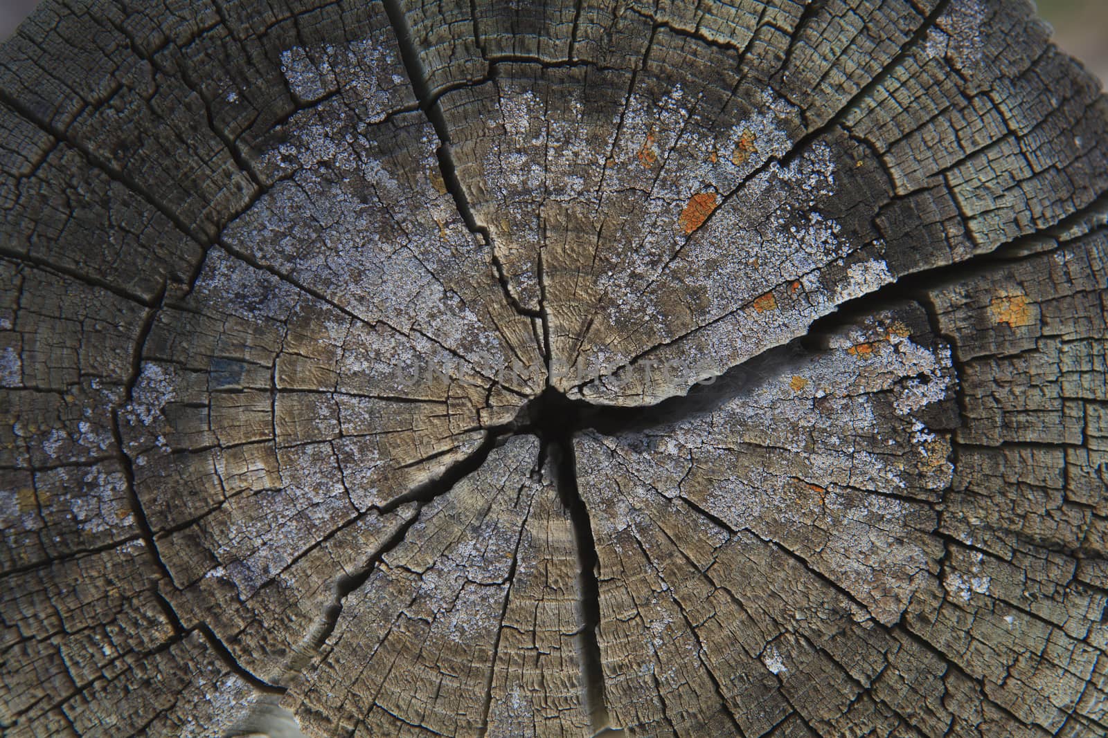 Top view of a cut tree