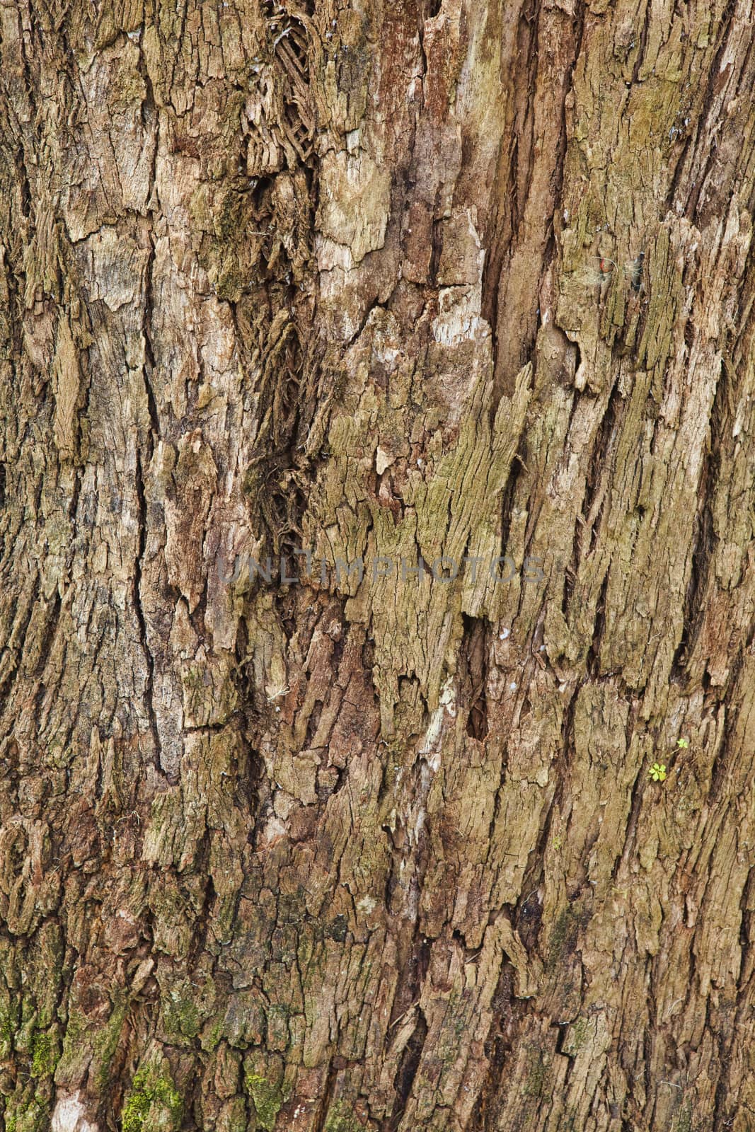 Closeup of the bark of an old tree