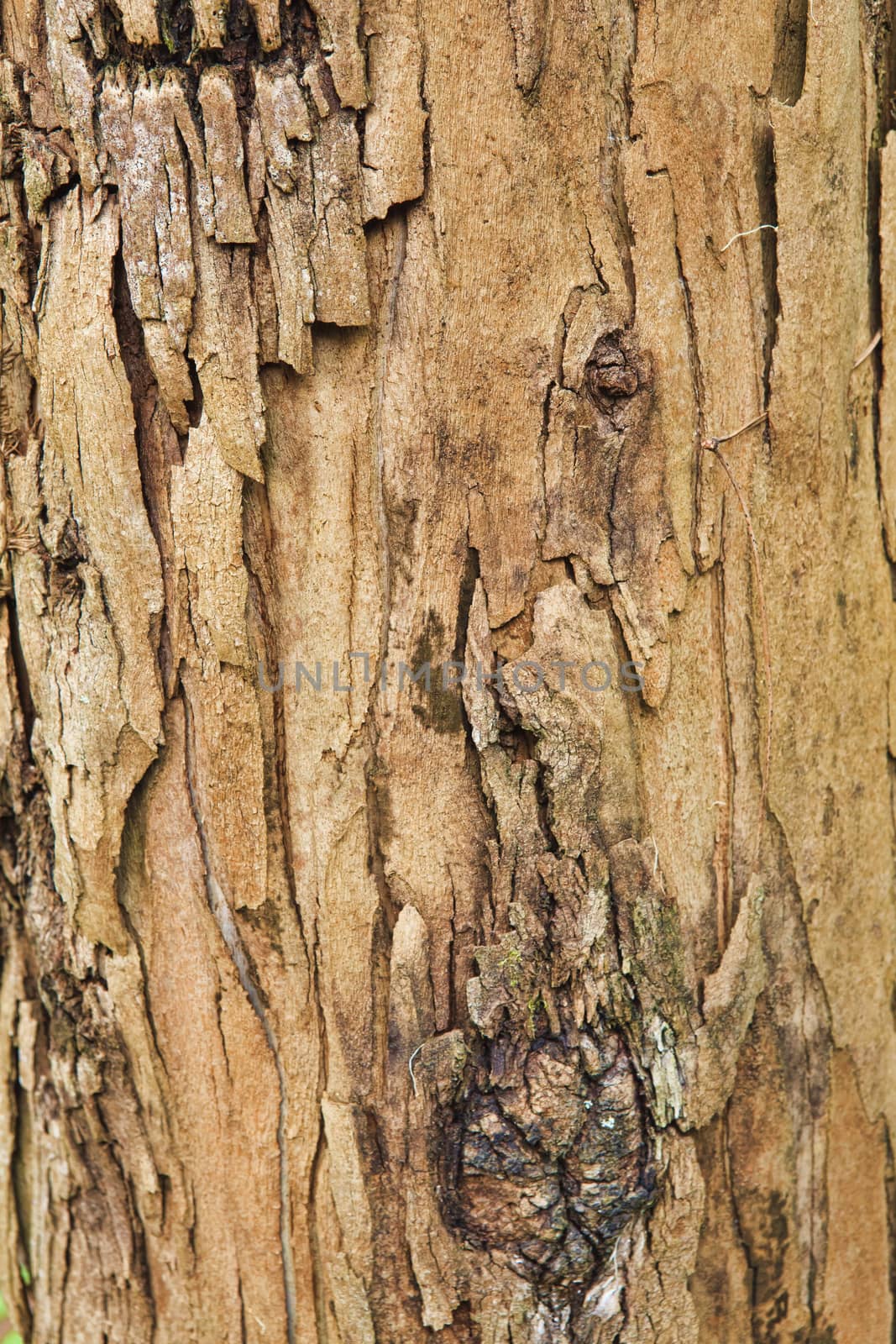 Closeup of the bark of an old tree