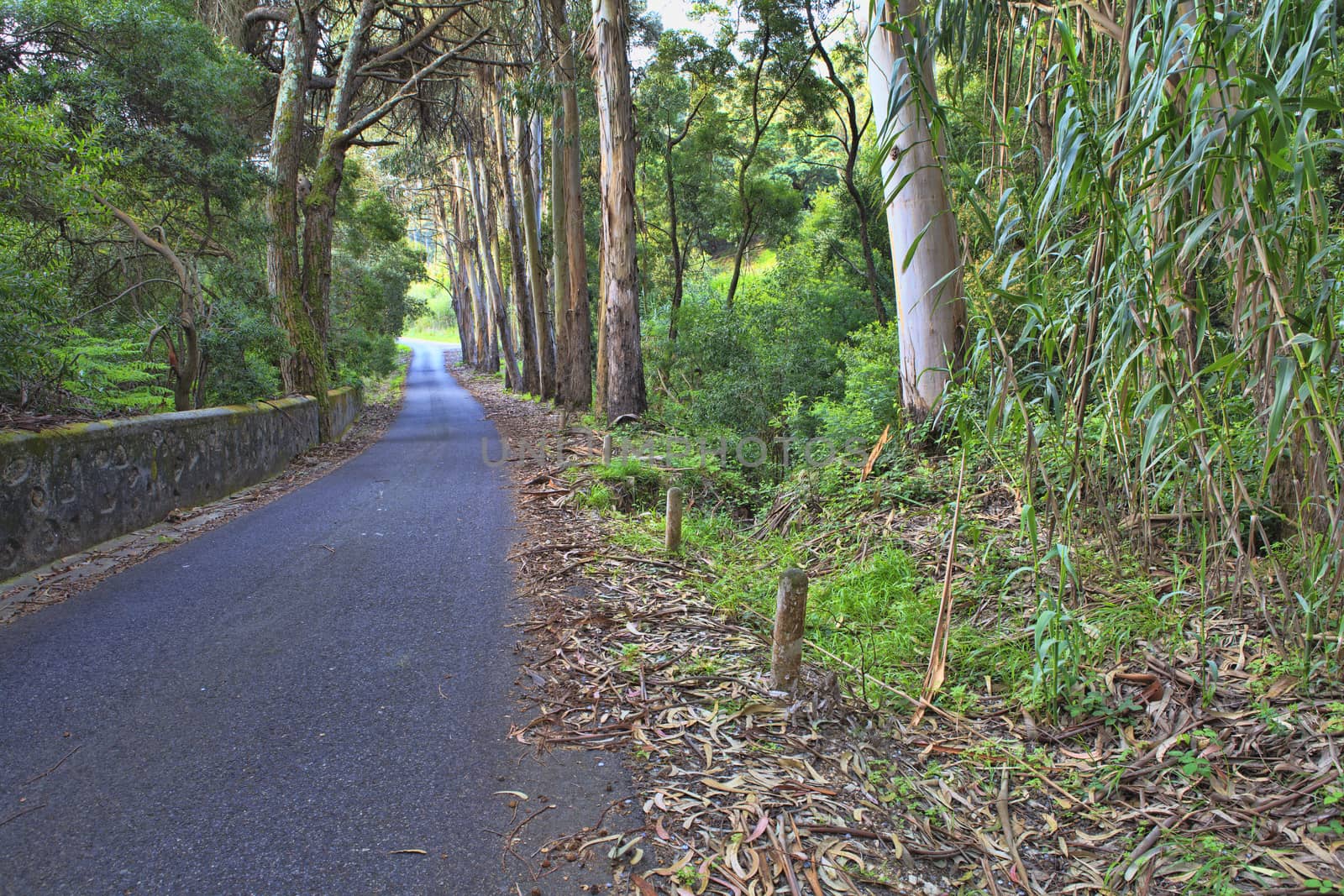 Road in a green forest in the spring