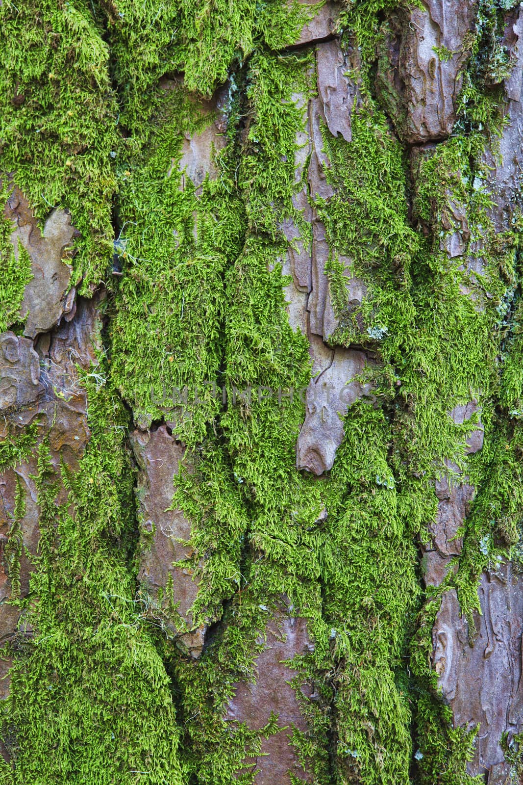 Closeup of the bark of an old tree