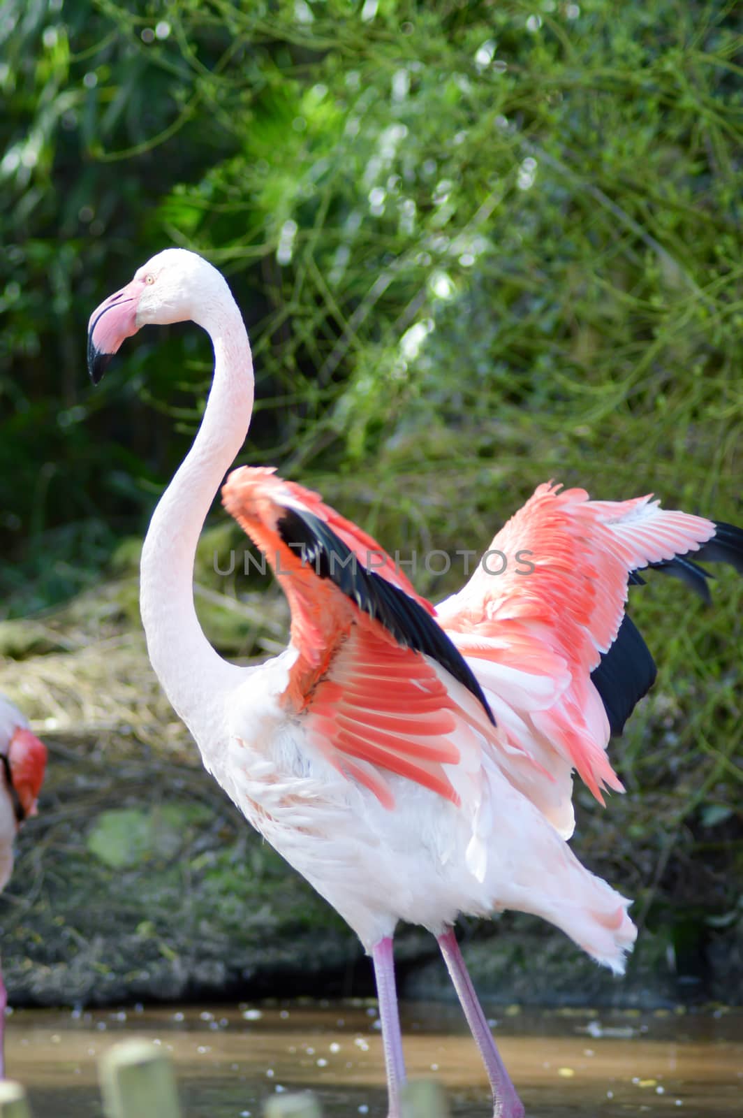 Close-up of a pink flamingos of camargue on a body of water of an animal park of France