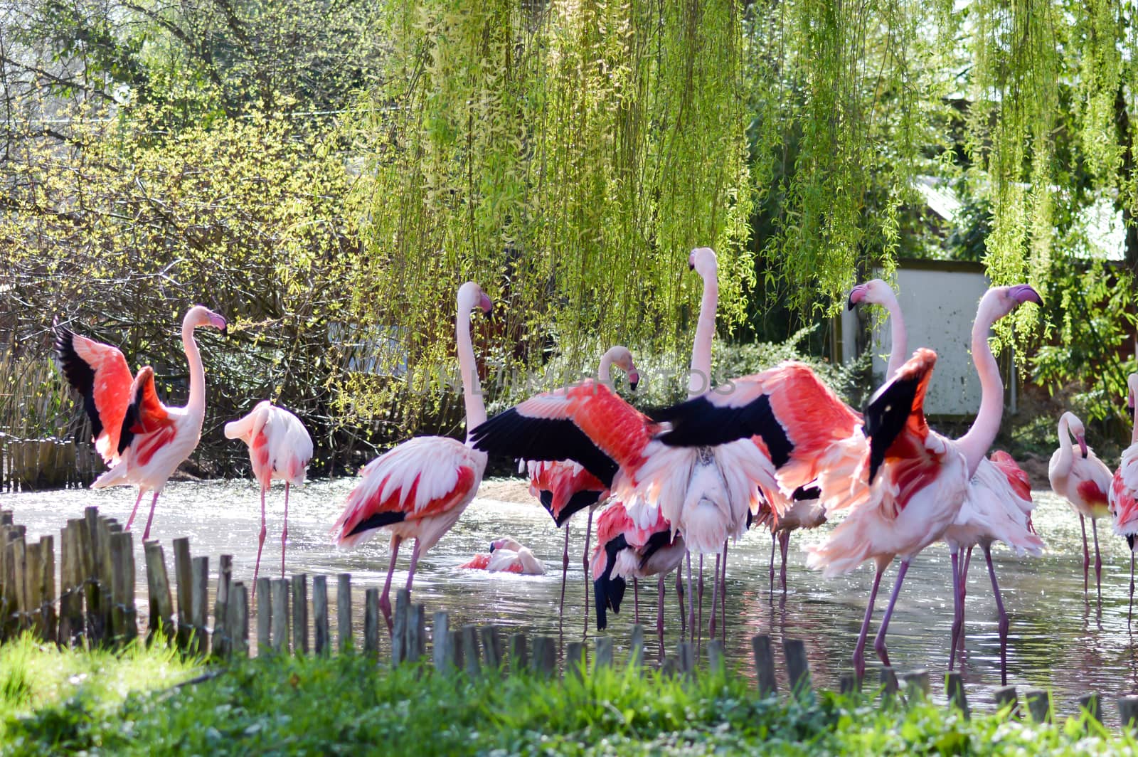 Group of Camargue pink flamingos  by Philou1000